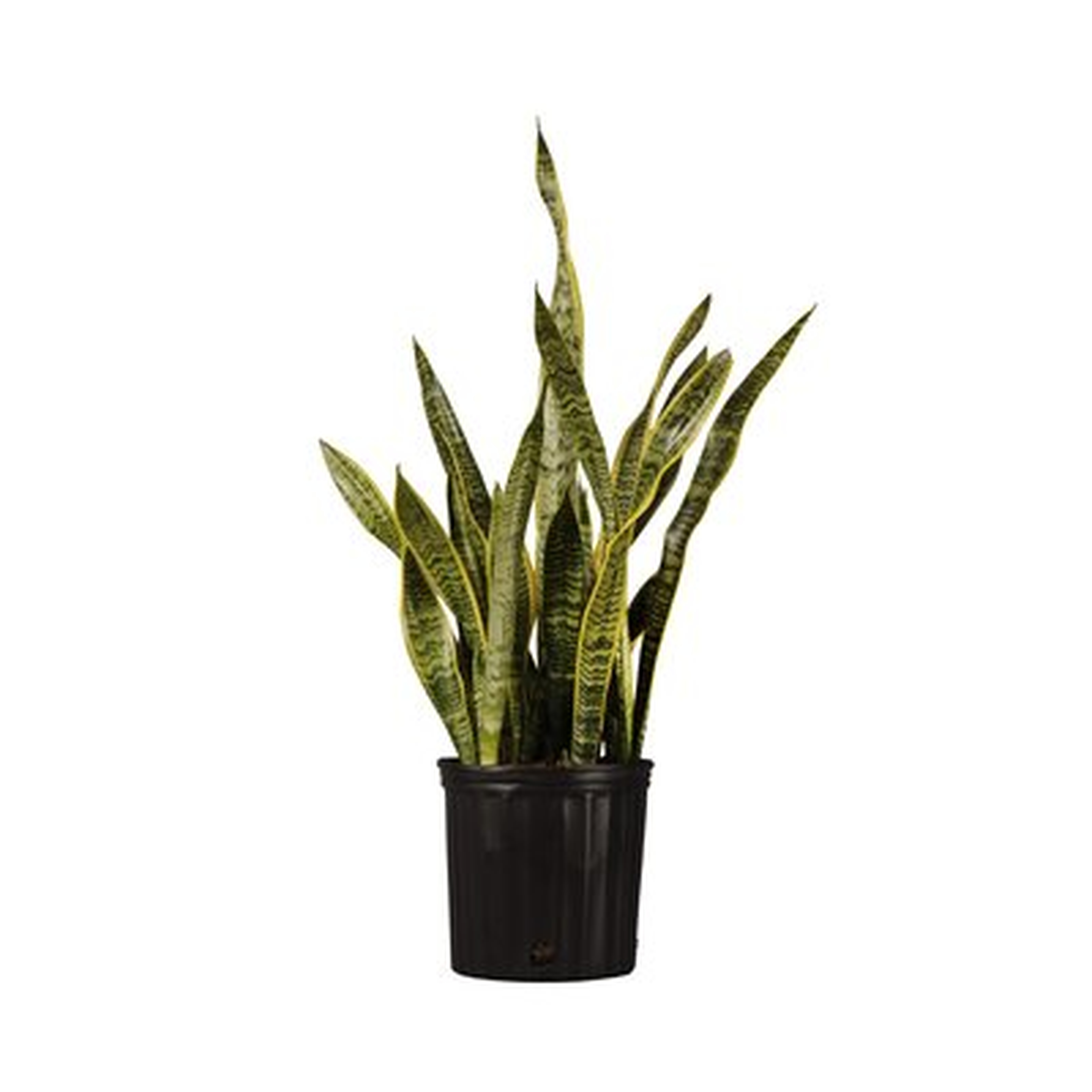 Sansevieiria Laurentii Snake Plant Live Indoor Houseplant In 9.25 Inch Grower Pot - Wayfair