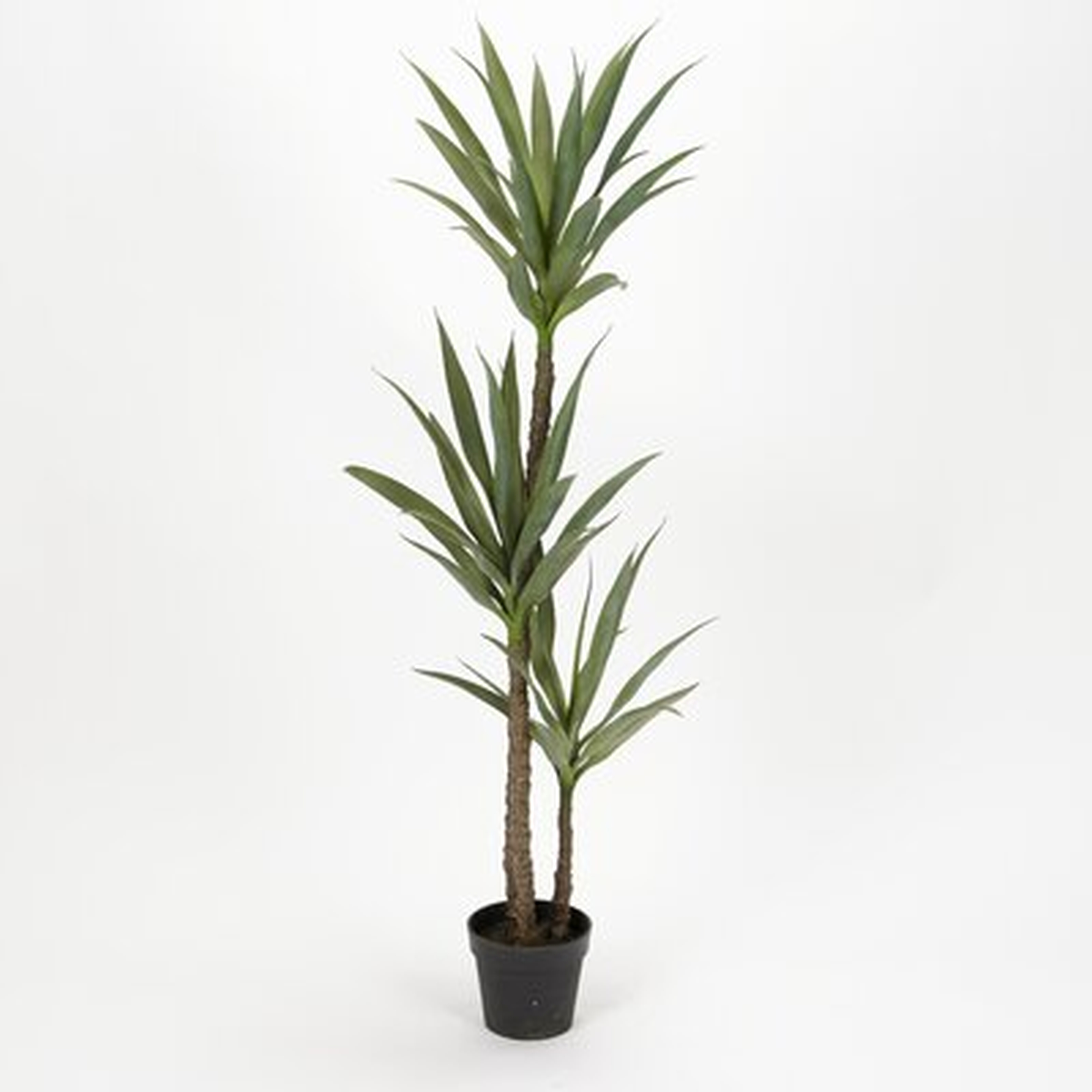 61" Dracaena Tree - Wayfair
