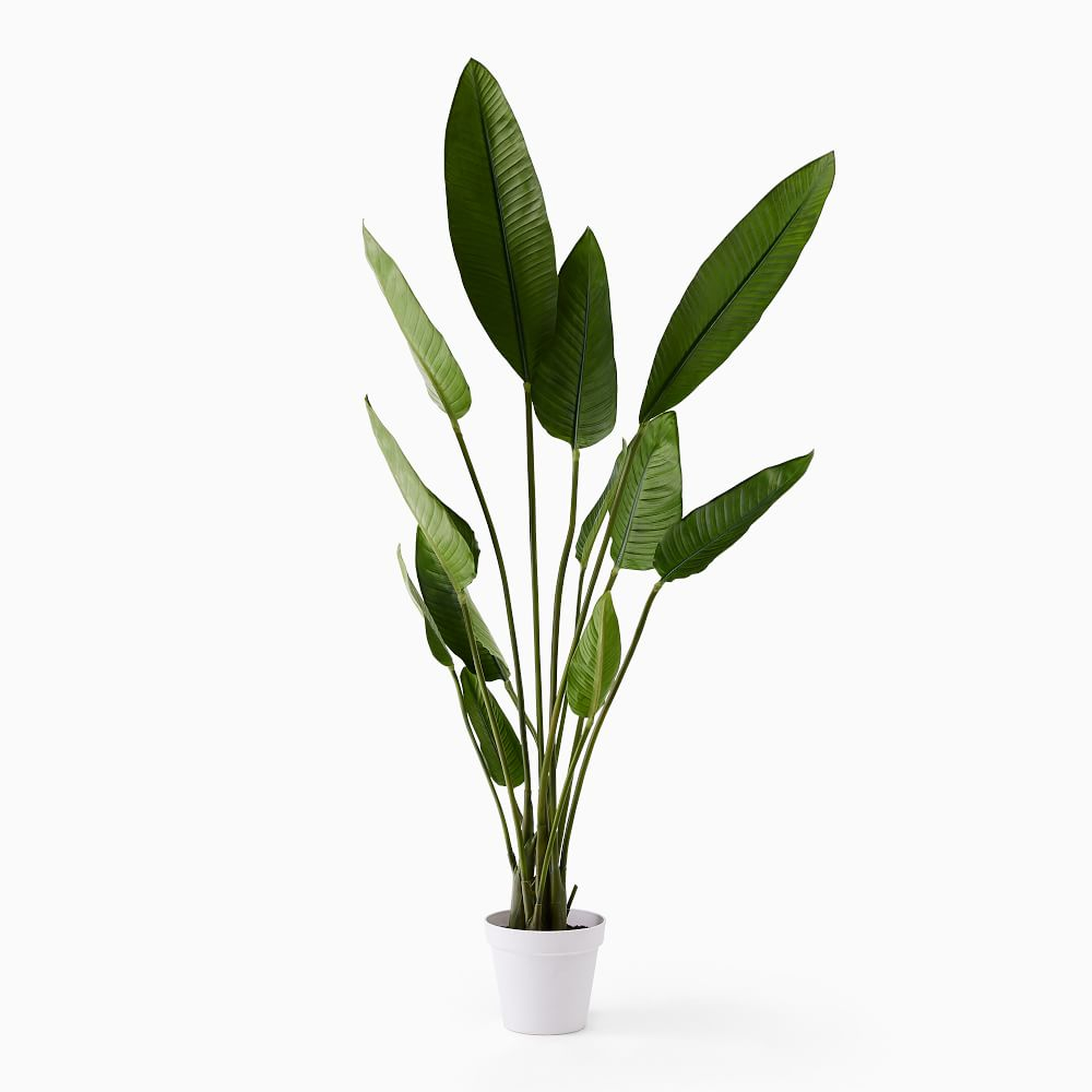 Faux Potted Bird of Paradise, 6' - West Elm