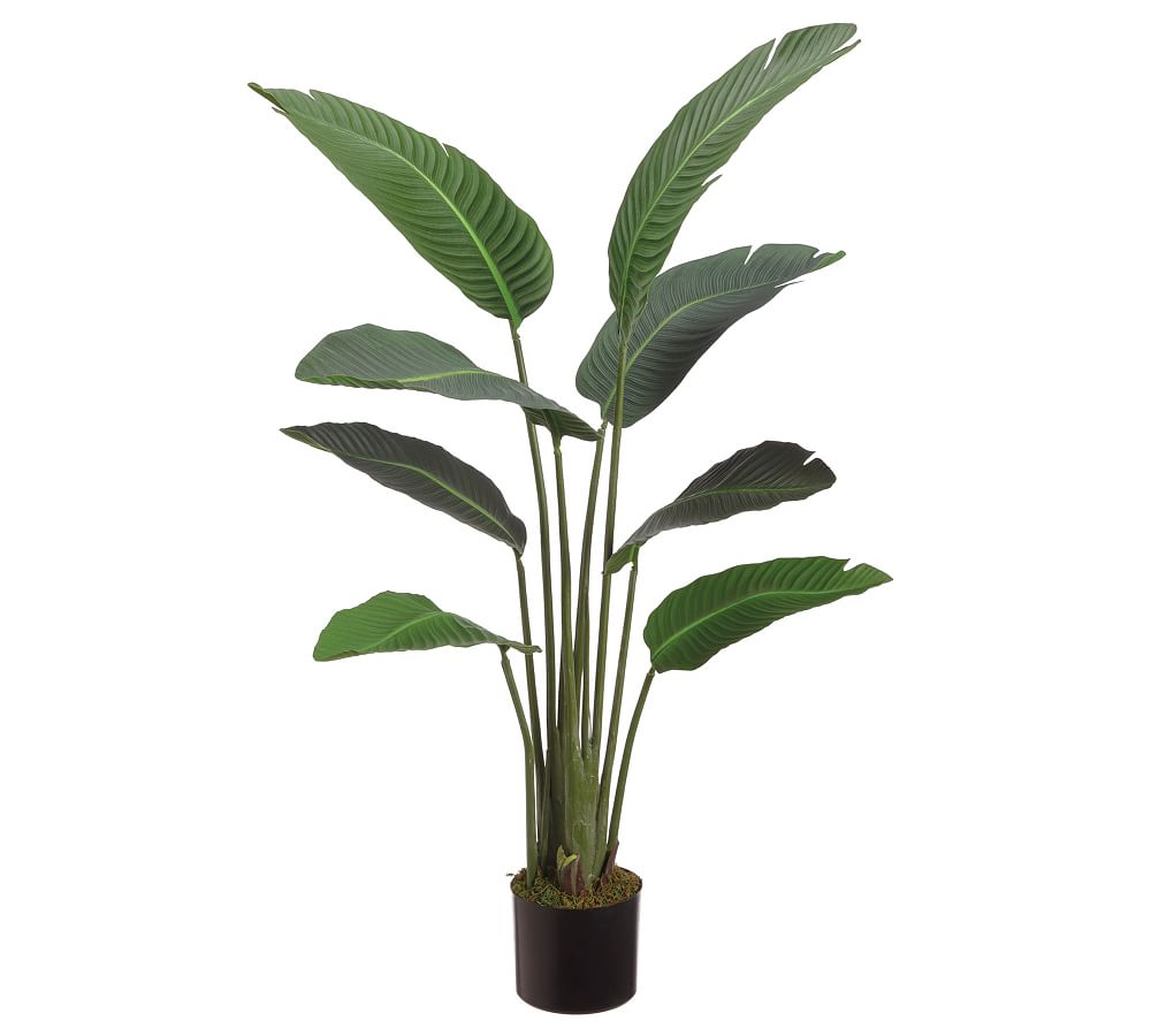 Faux Bird Of Paradise Plant With 12 Leaves, 6.25' - Pottery Barn