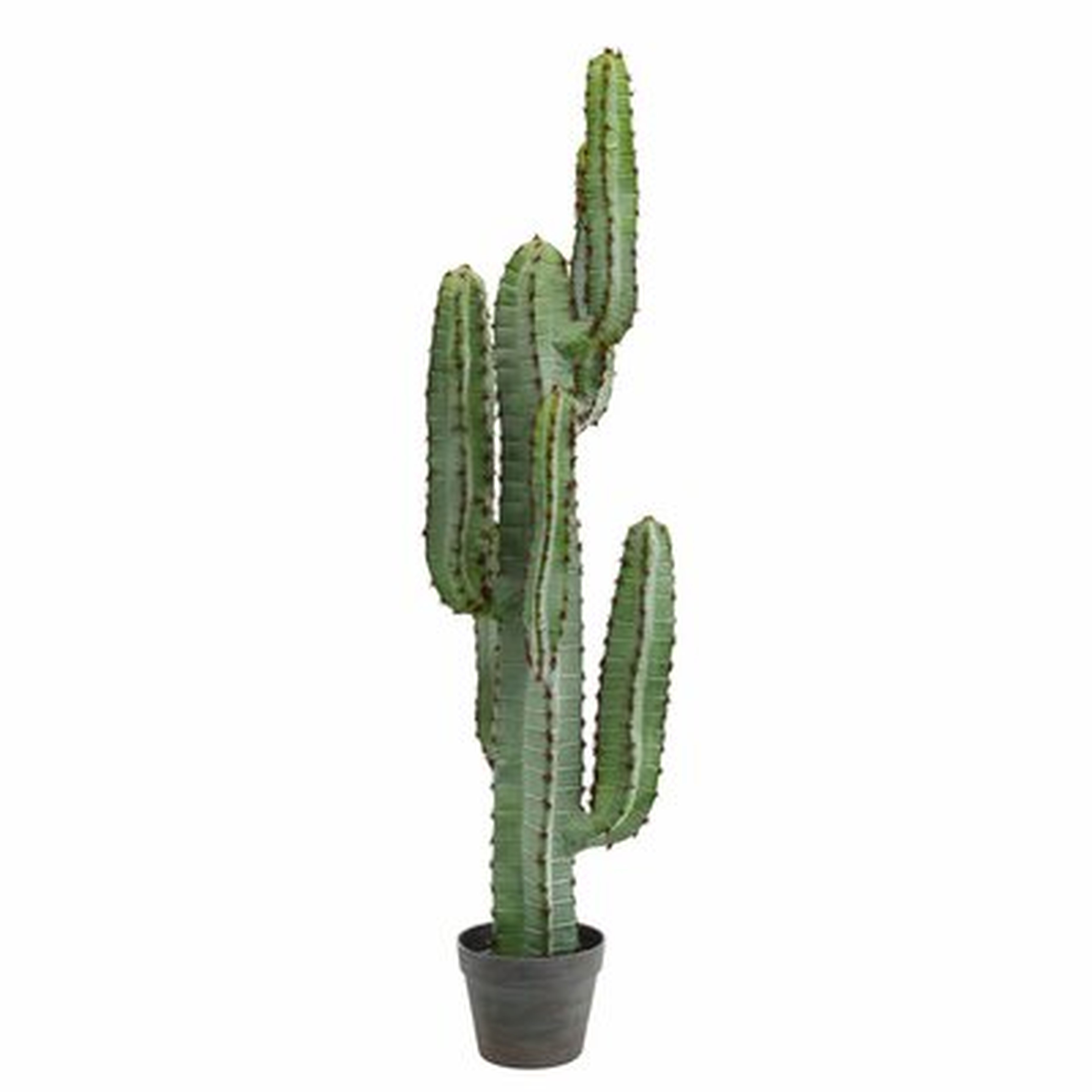 Cactus Plant in Pot - Wayfair