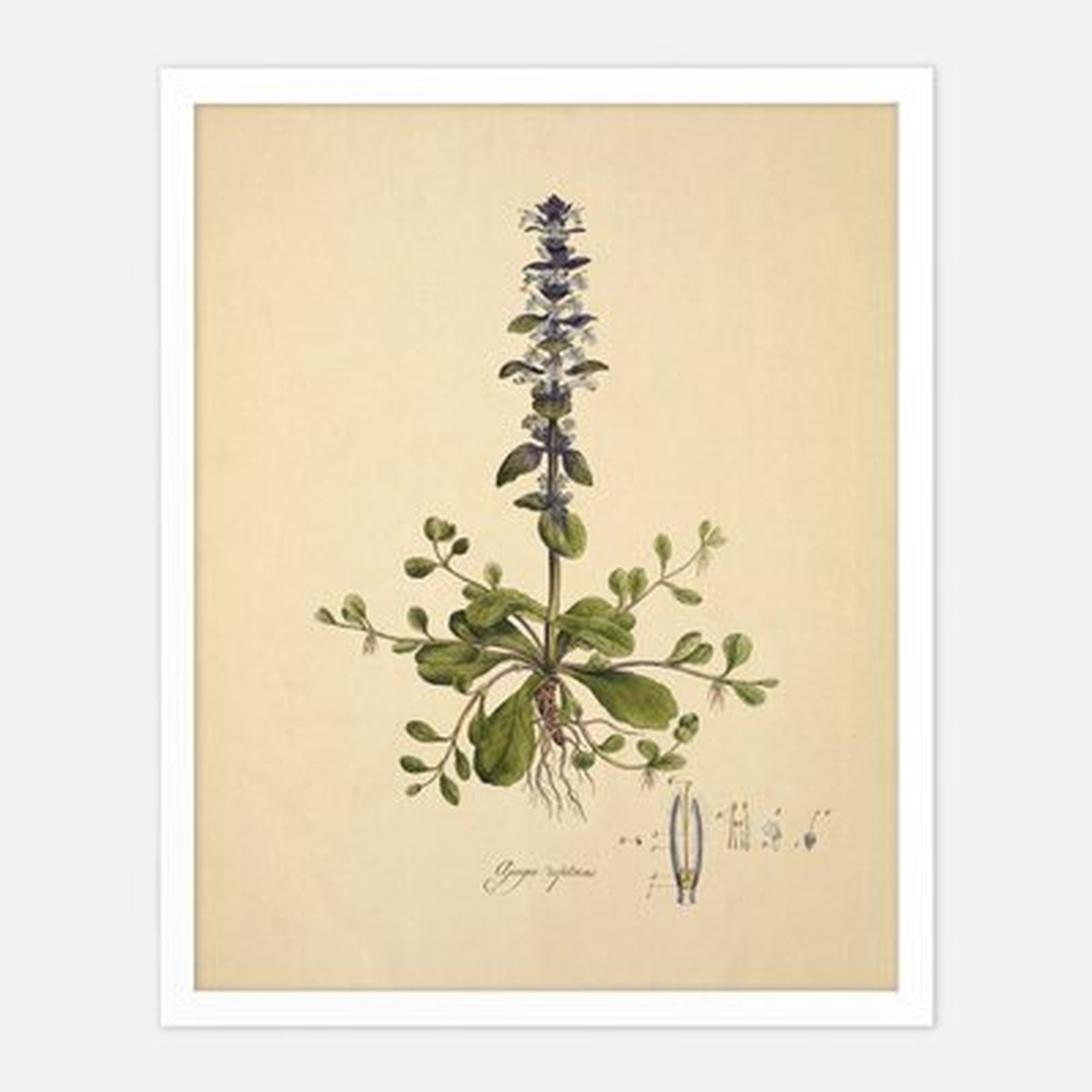 Bluebell - Unframed Wall Art Print - Wayfair