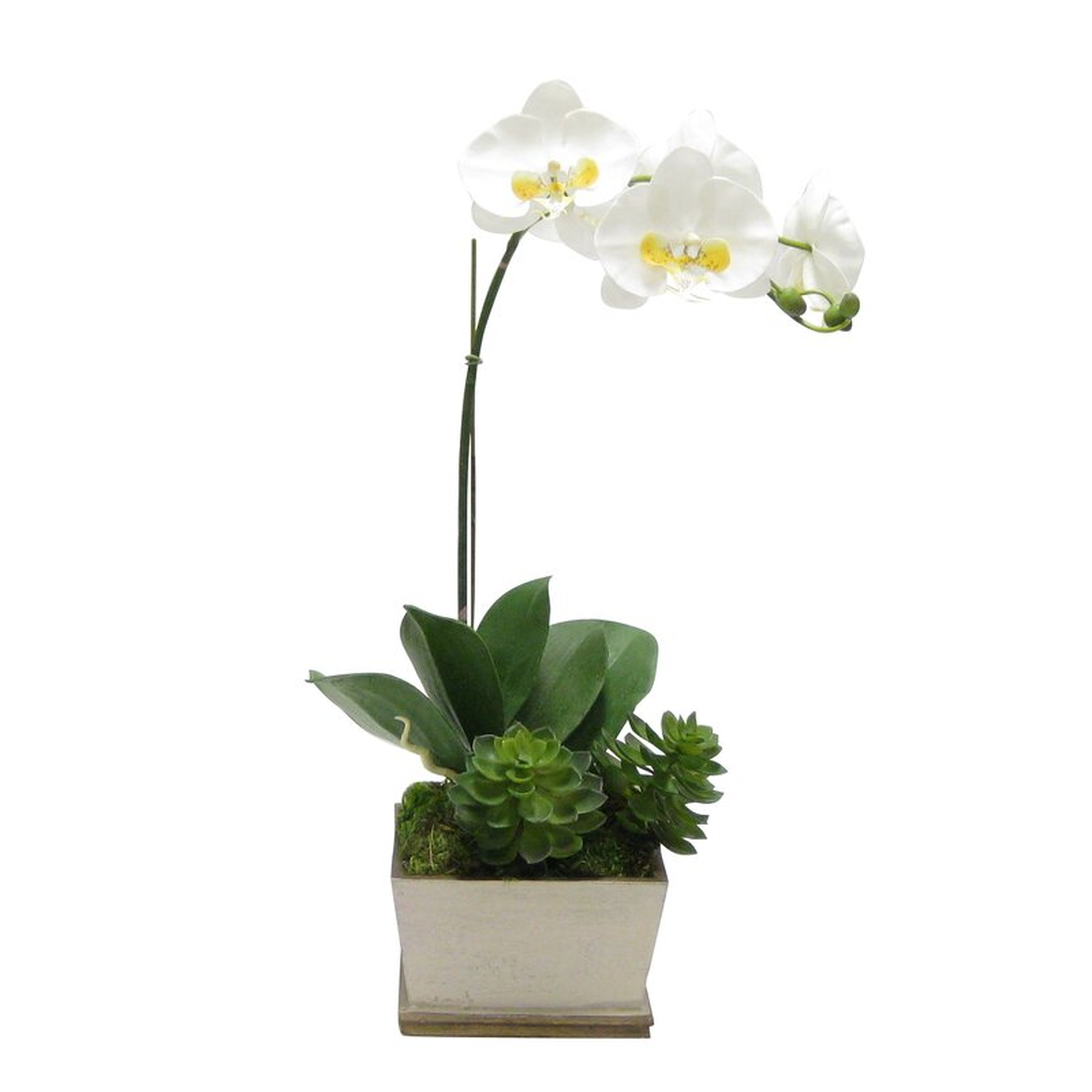 Phalaenopsis Orchid Floral Arrangement in Planter Base Color: Patina/Bronze - Perigold