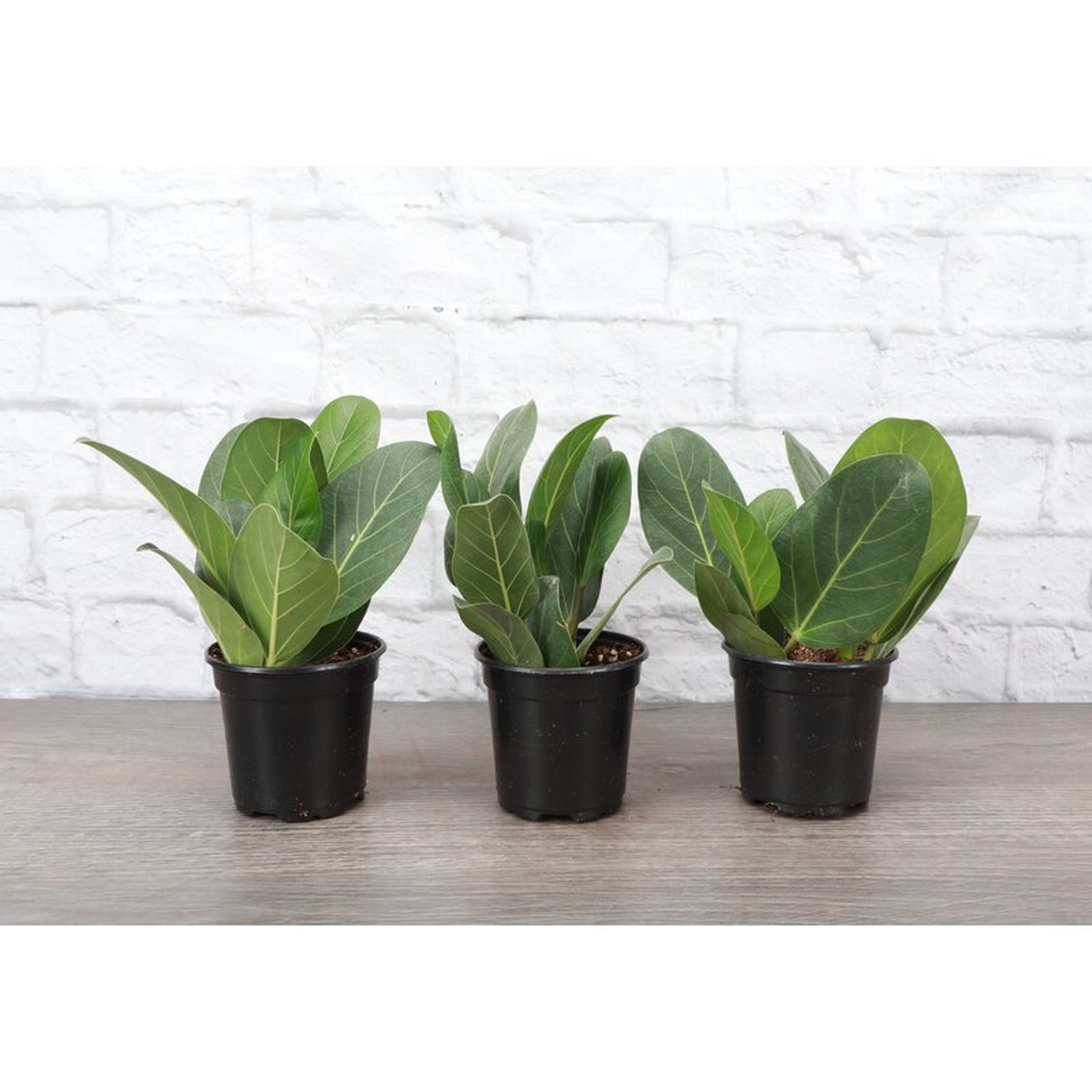 Live Ficus Benghalensis in Planter, Set of 3 - Perigold