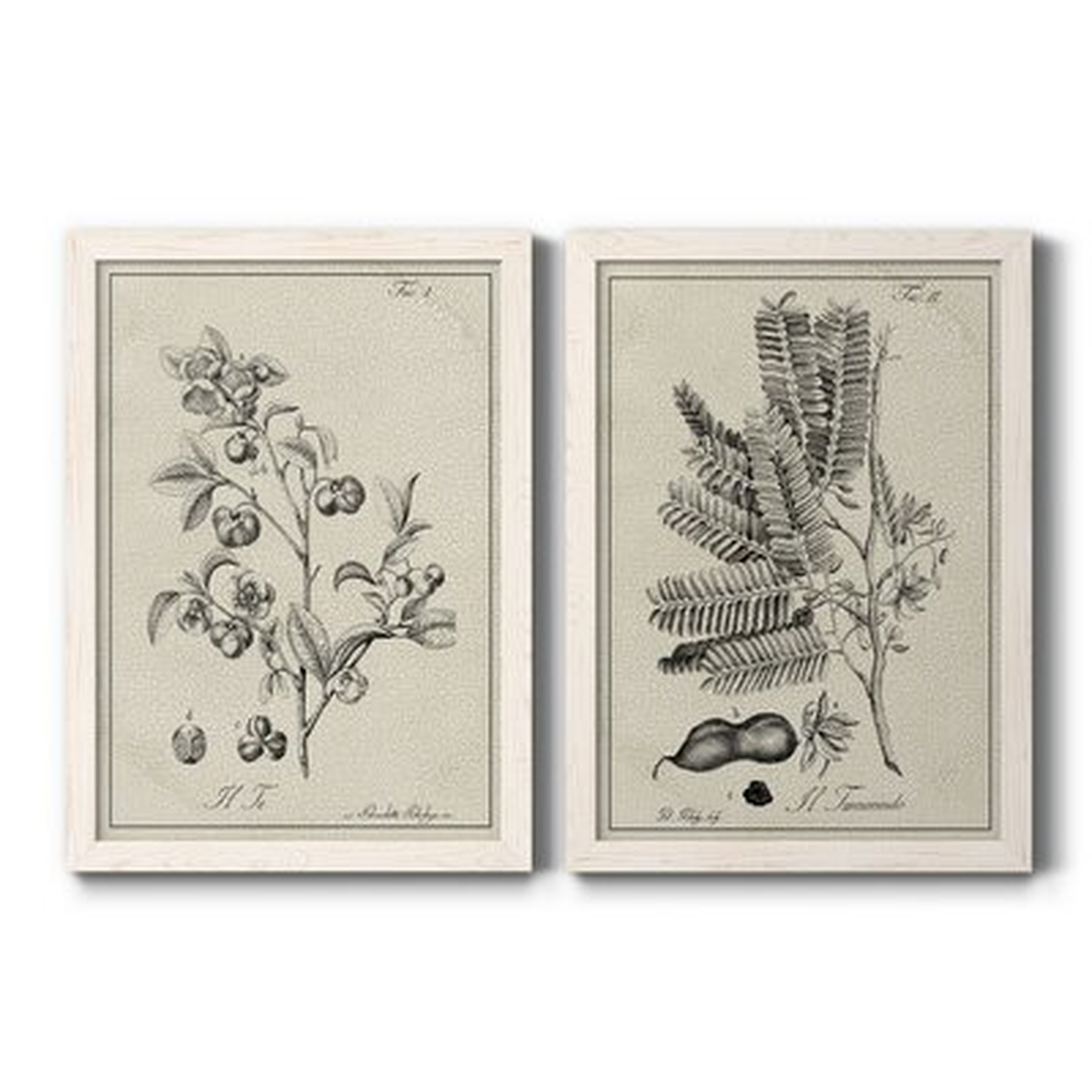 Antique Black & White Botanical IV-Premium Framed Canvas - Ready To Hang - Wayfair