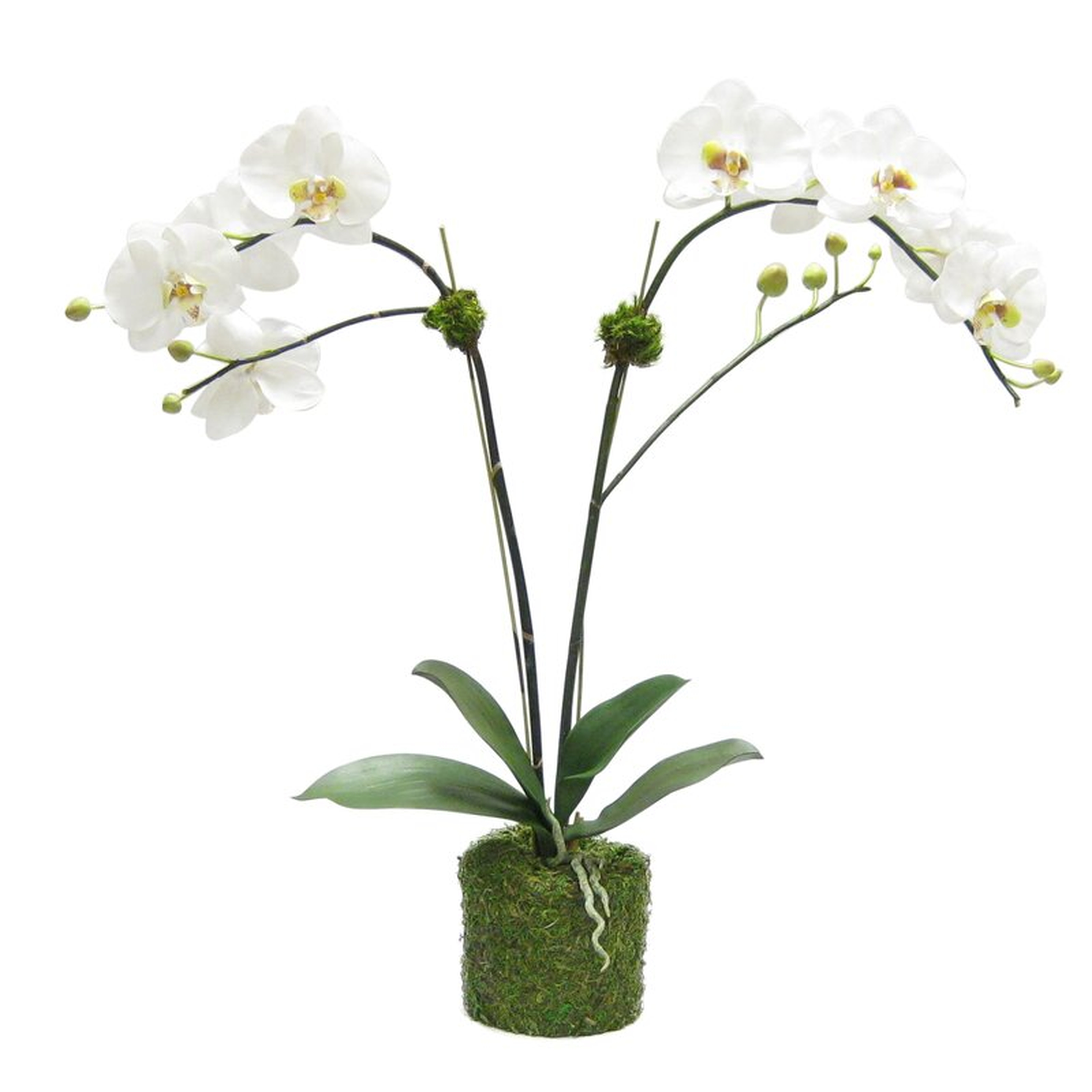 Bougainvillea Artificial Double Phalaenopsis Orchid Centerpiece in Pot Flower Color: White/Green - Perigold