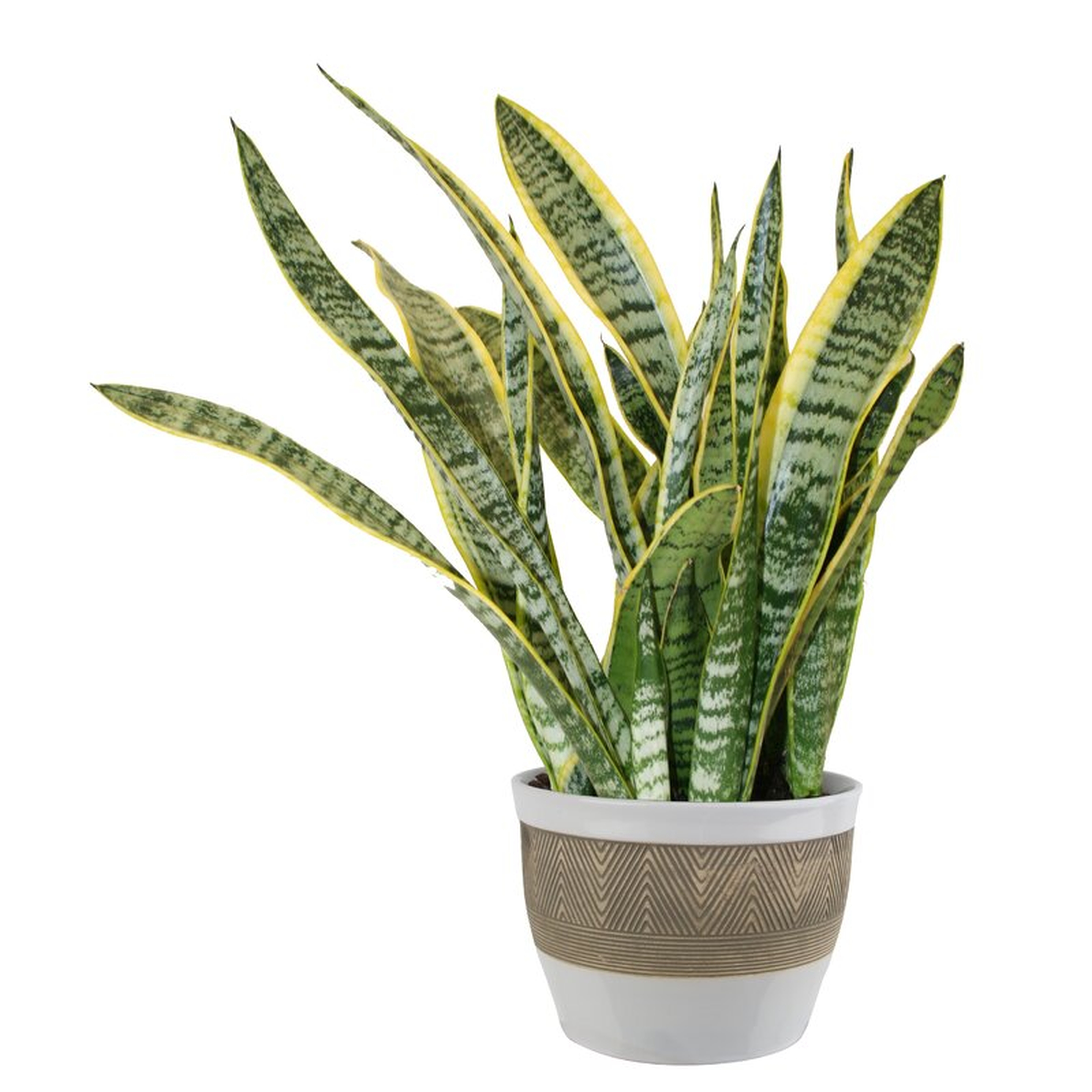 Costa Farms Snake Plant in Planter - Perigold