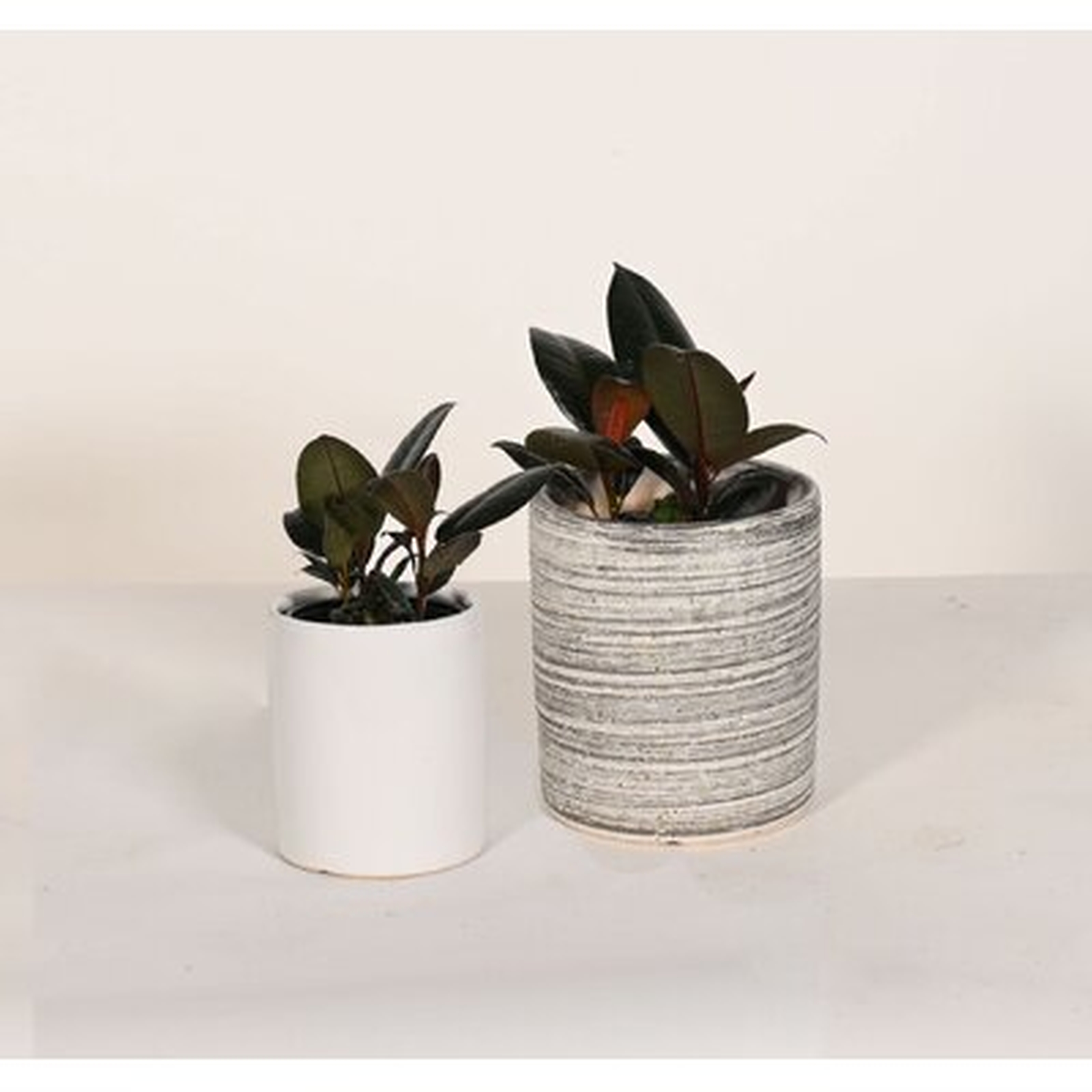 Live Rubber Tree With Ceramic Planter Pots, Gray & White, 5'' & 7'' - Wayfair