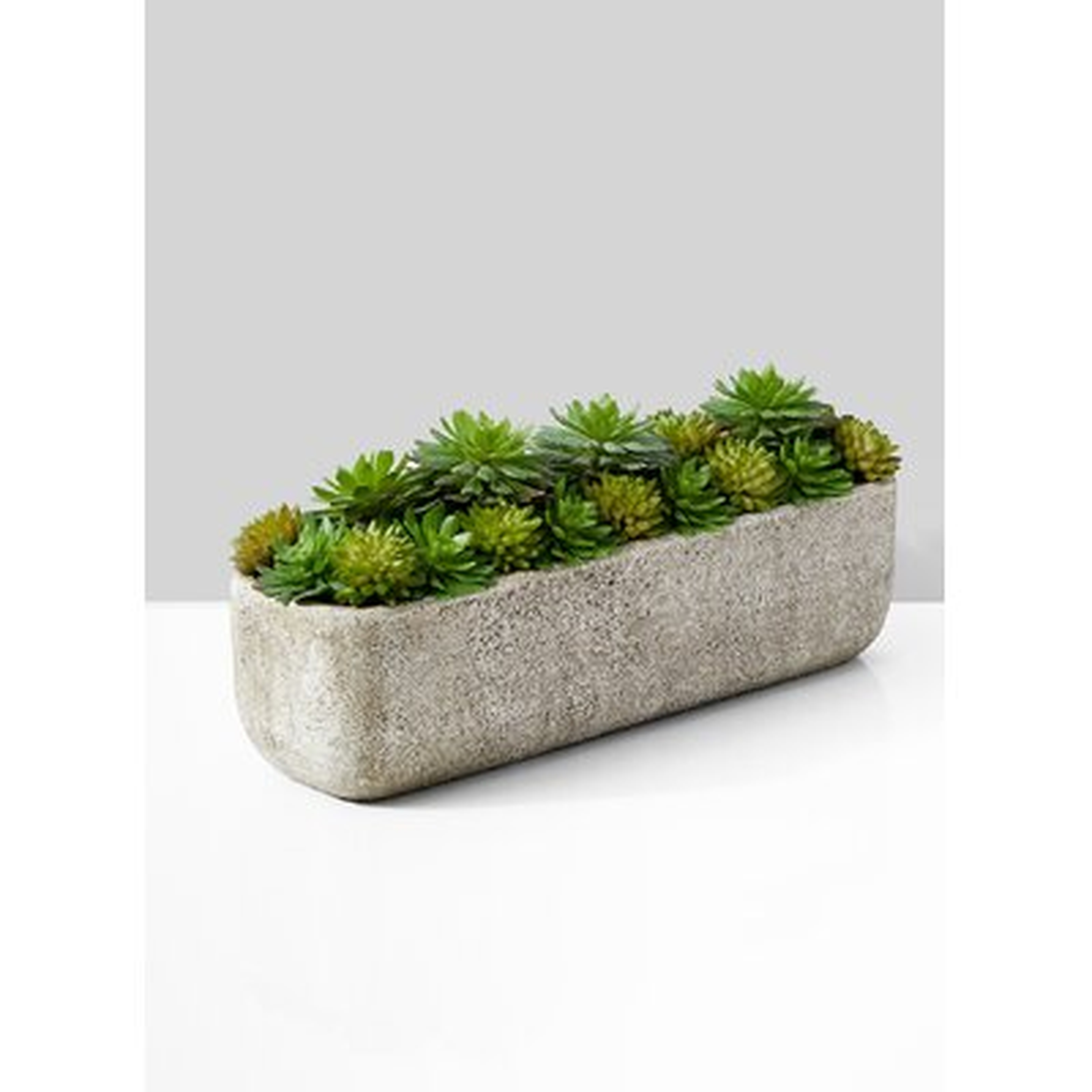Evergreen Succulent Planter - Wayfair