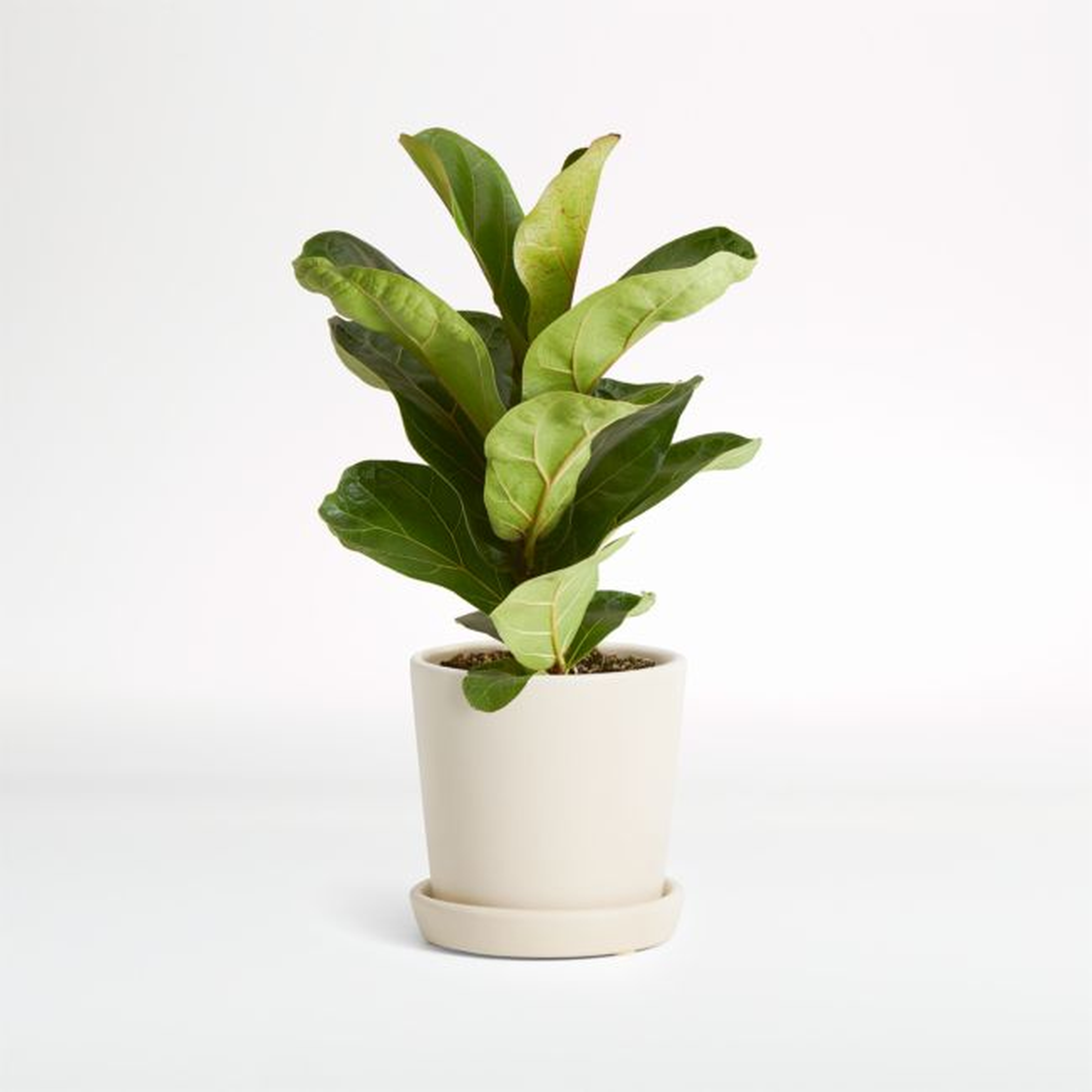 Live Fiddle Leaf Fig Plant in Bryant Planter by The Sill - Crate and Barrel