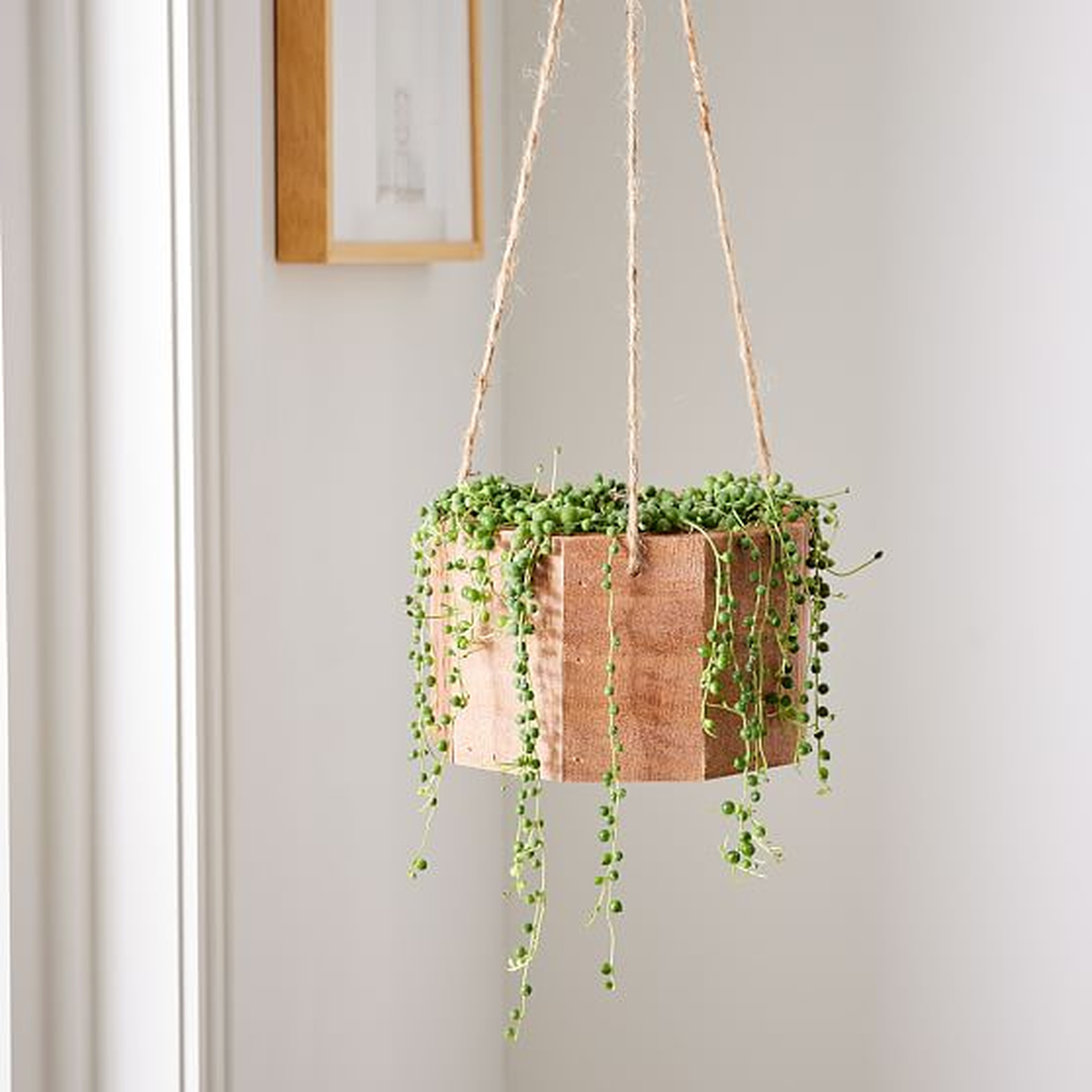 6" Succulent String of Pearls in Hanging Planter - West Elm