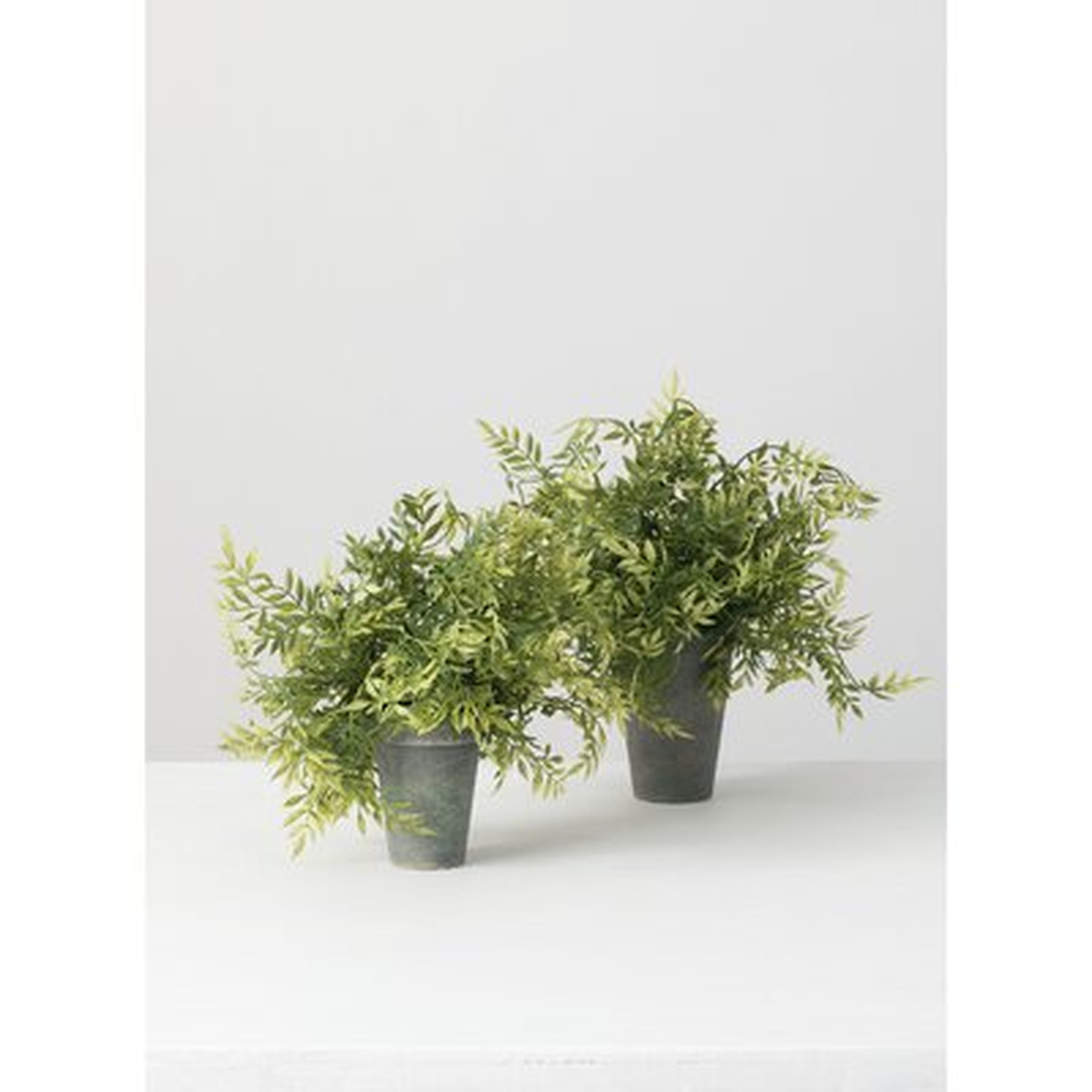 Wisteria Plant in Pot - Wayfair