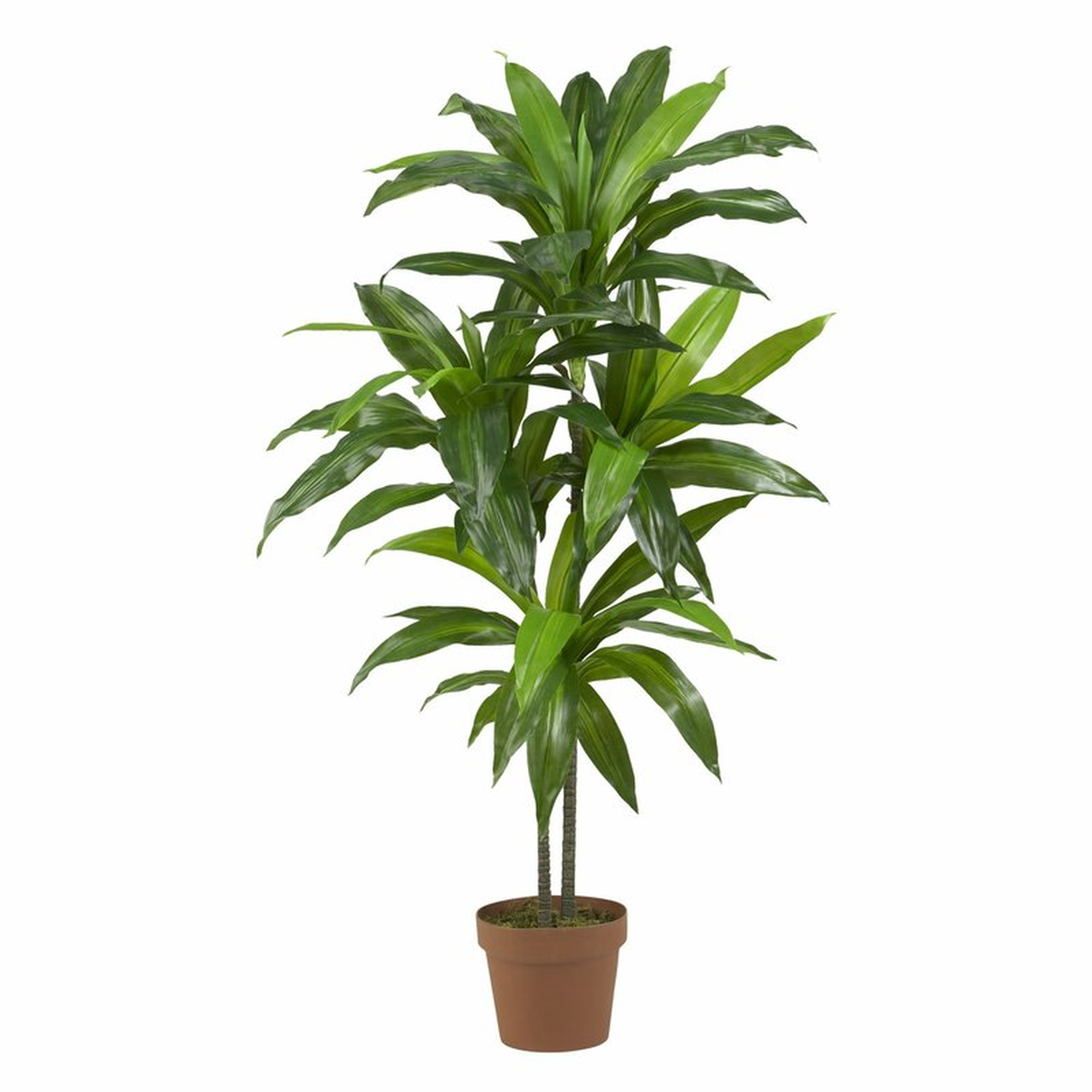 Dracaena Plant in Planter, 42" - Wayfair