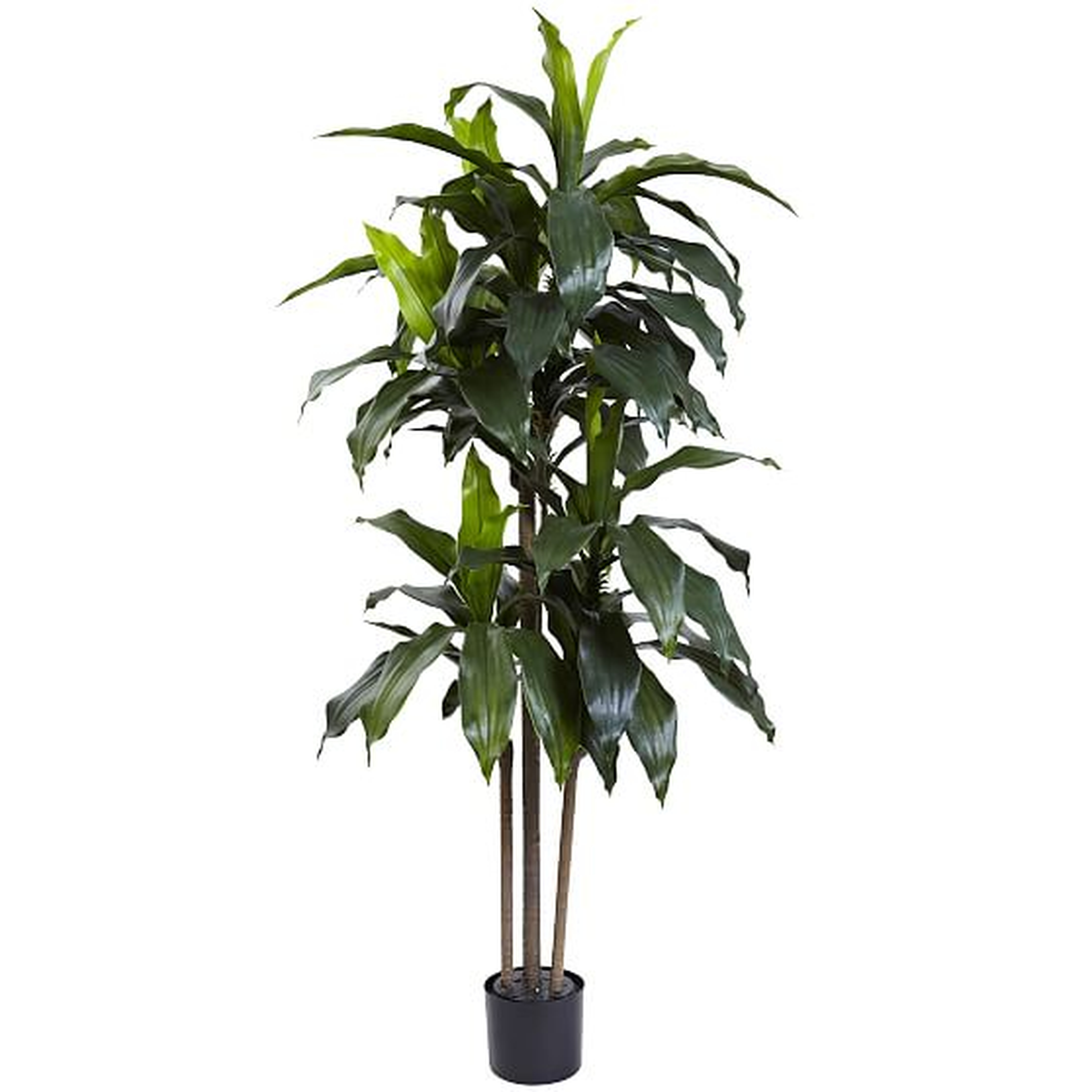 Dracaena Plant UV Resistent, 5 feet - West Elm