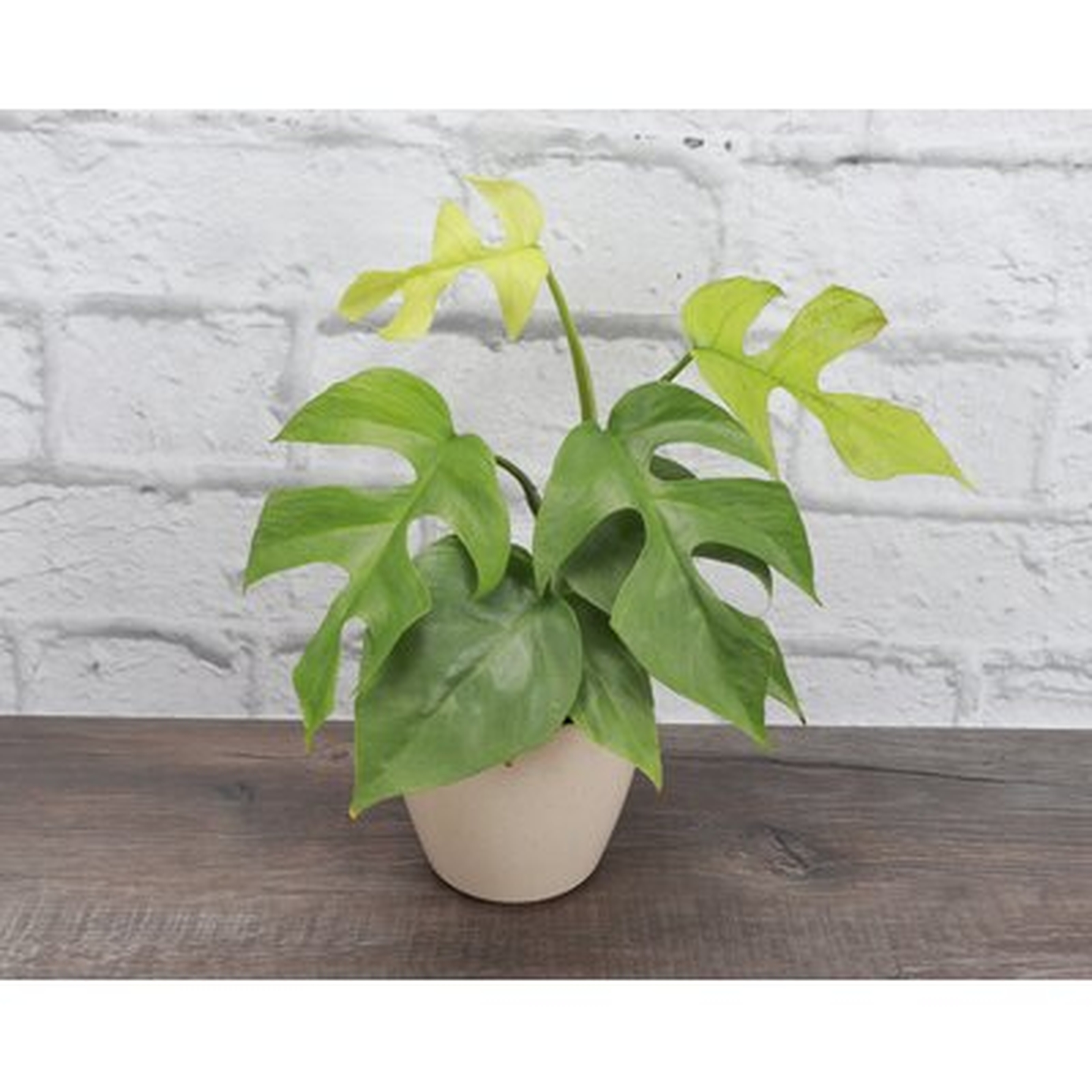 Mini Monstera, Yellow Biodegradable Pot - Wayfair
