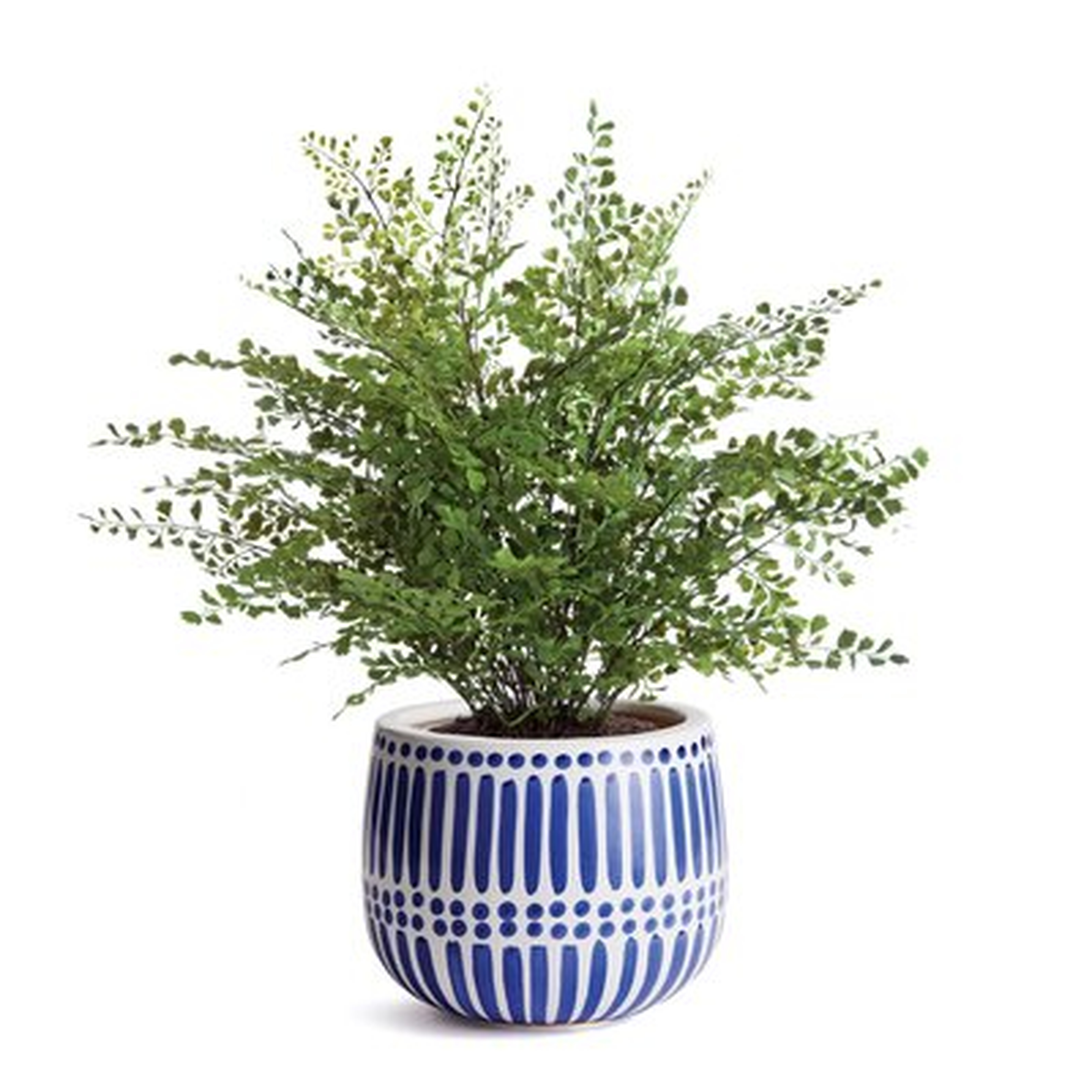 Kensington Ceramic Pot Planter - Birch Lane