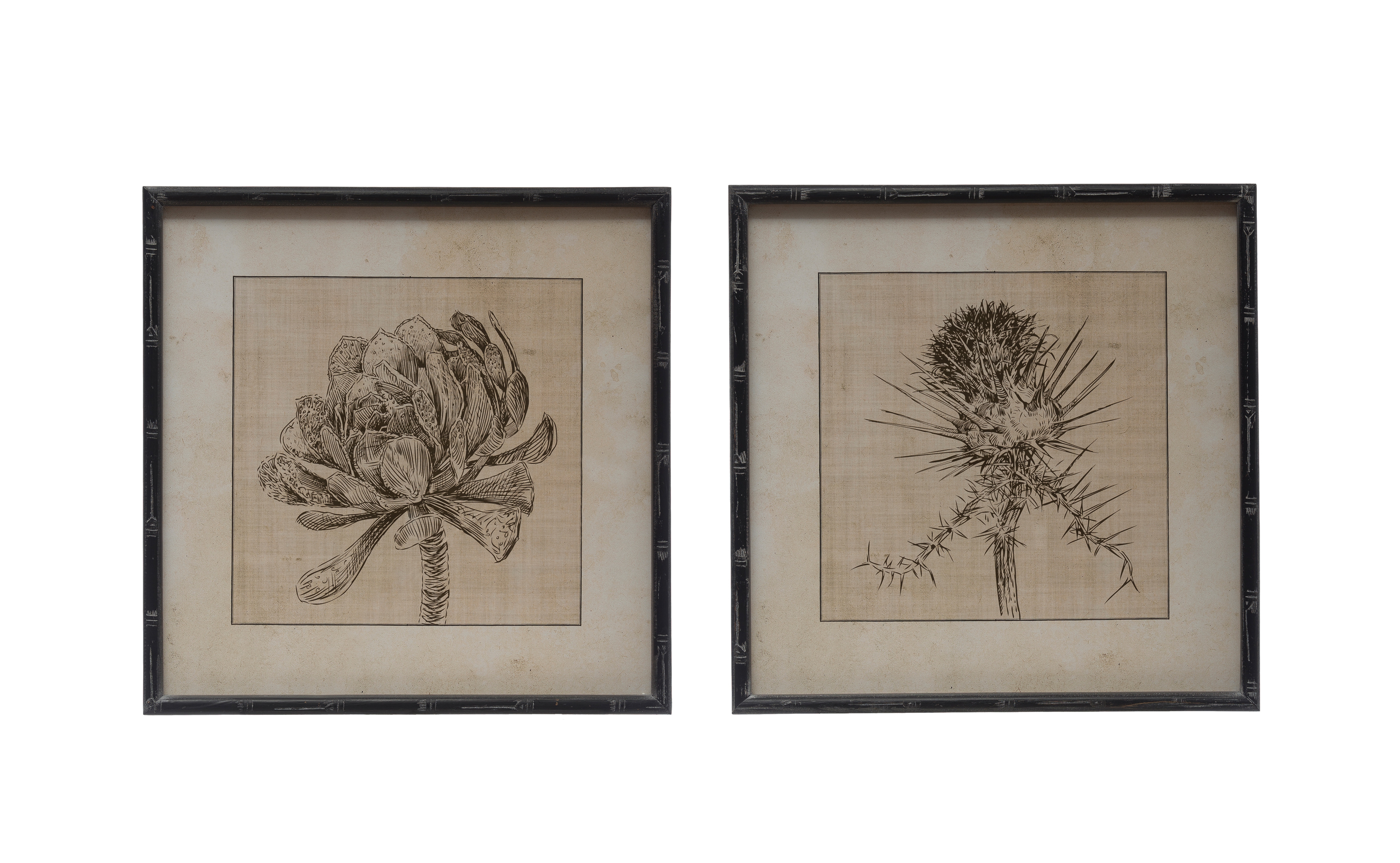 Botanical Sketches Wall Décor in Fir Wood Frames (Set of 2 Styles) - Nomad Home