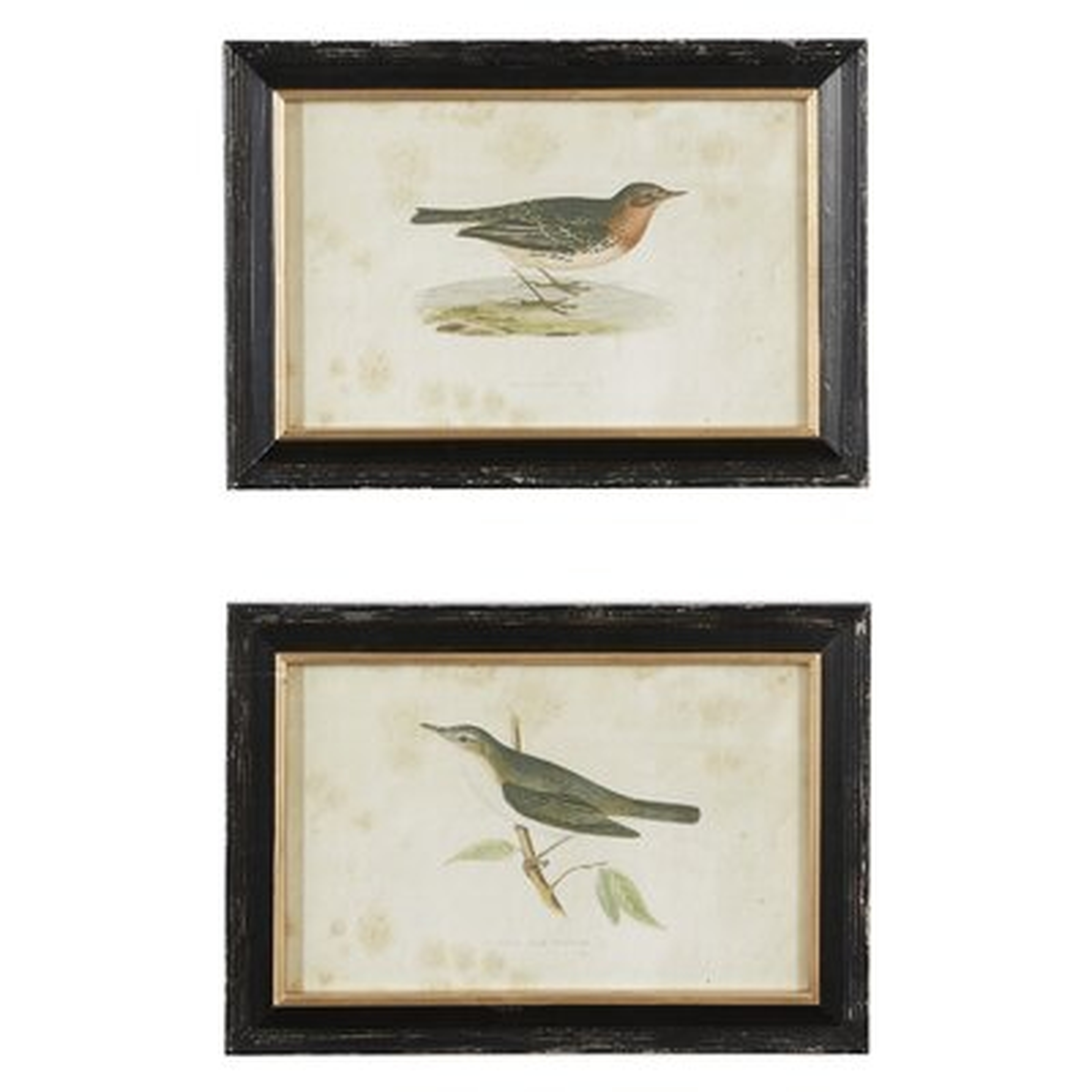 Large Vintage Style Pipit and Warbler Bird Illustrations - 2 Piece Picture Frame Painting Print Set on Paper - Wayfair