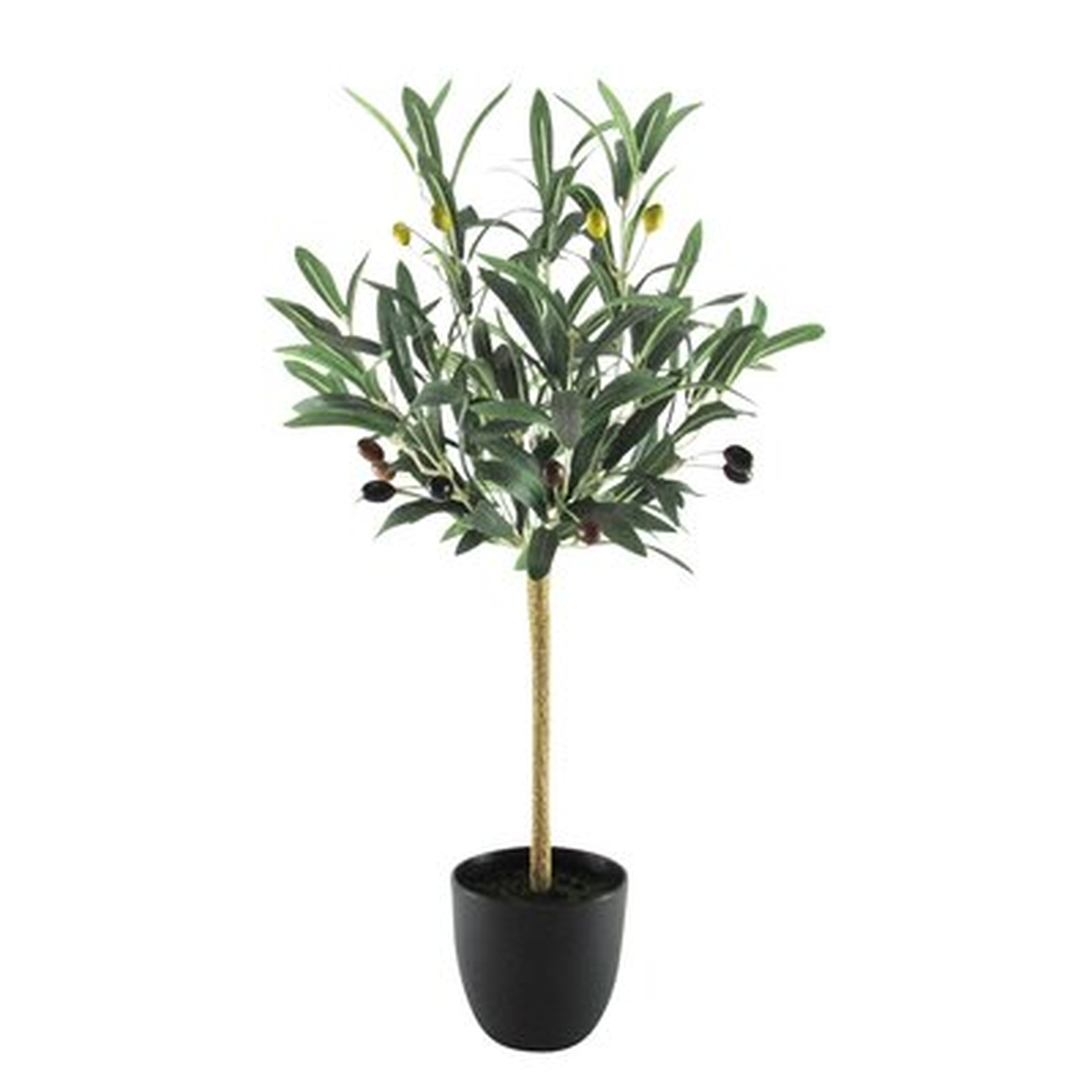 24In Petite Olive Tree In Pot - Wayfair