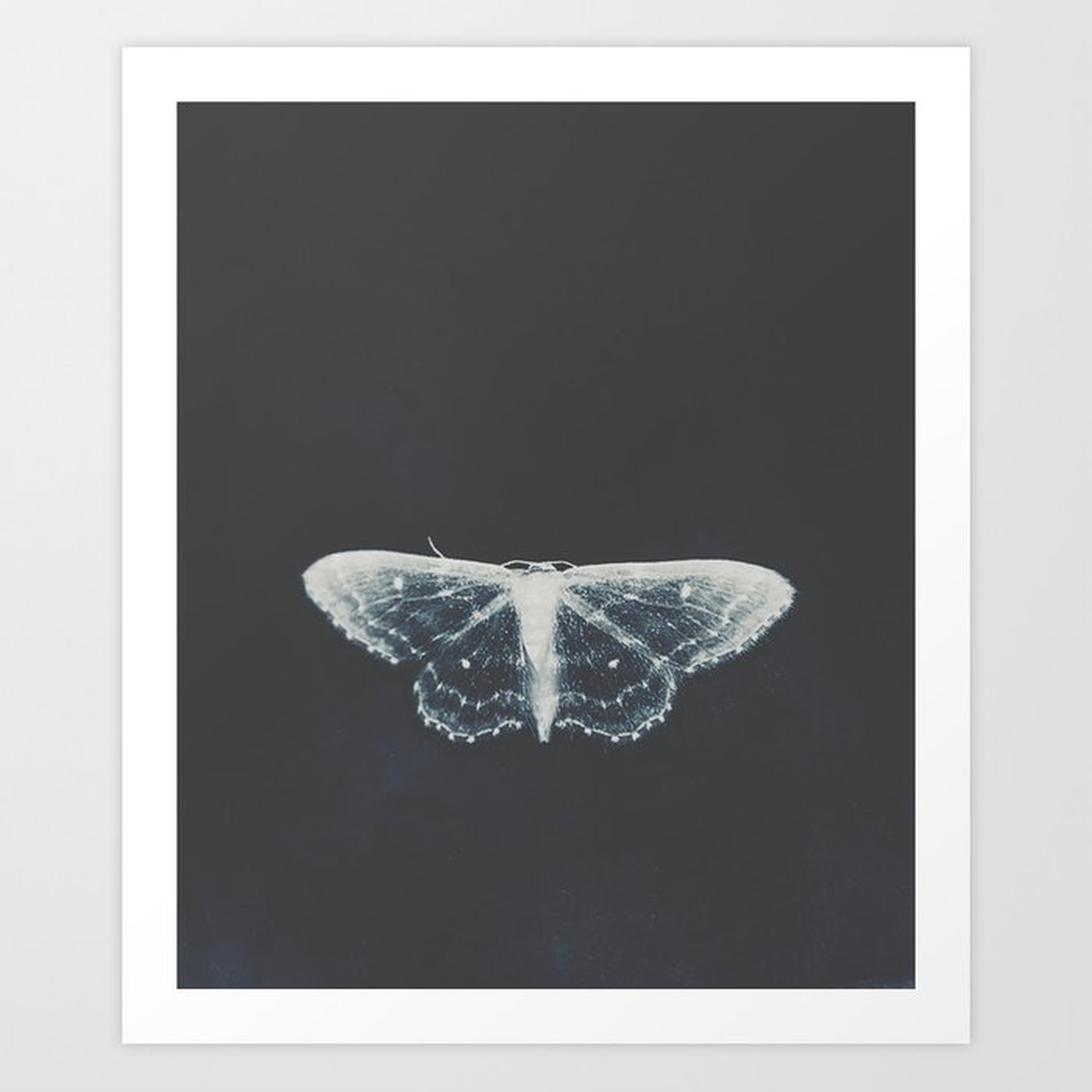 Butterfly On Dark Blue - White Transparent Butterfly Photography By Ingrid Beddoes Art Print by Ingrid Beddoes Photography - Medium - Society6