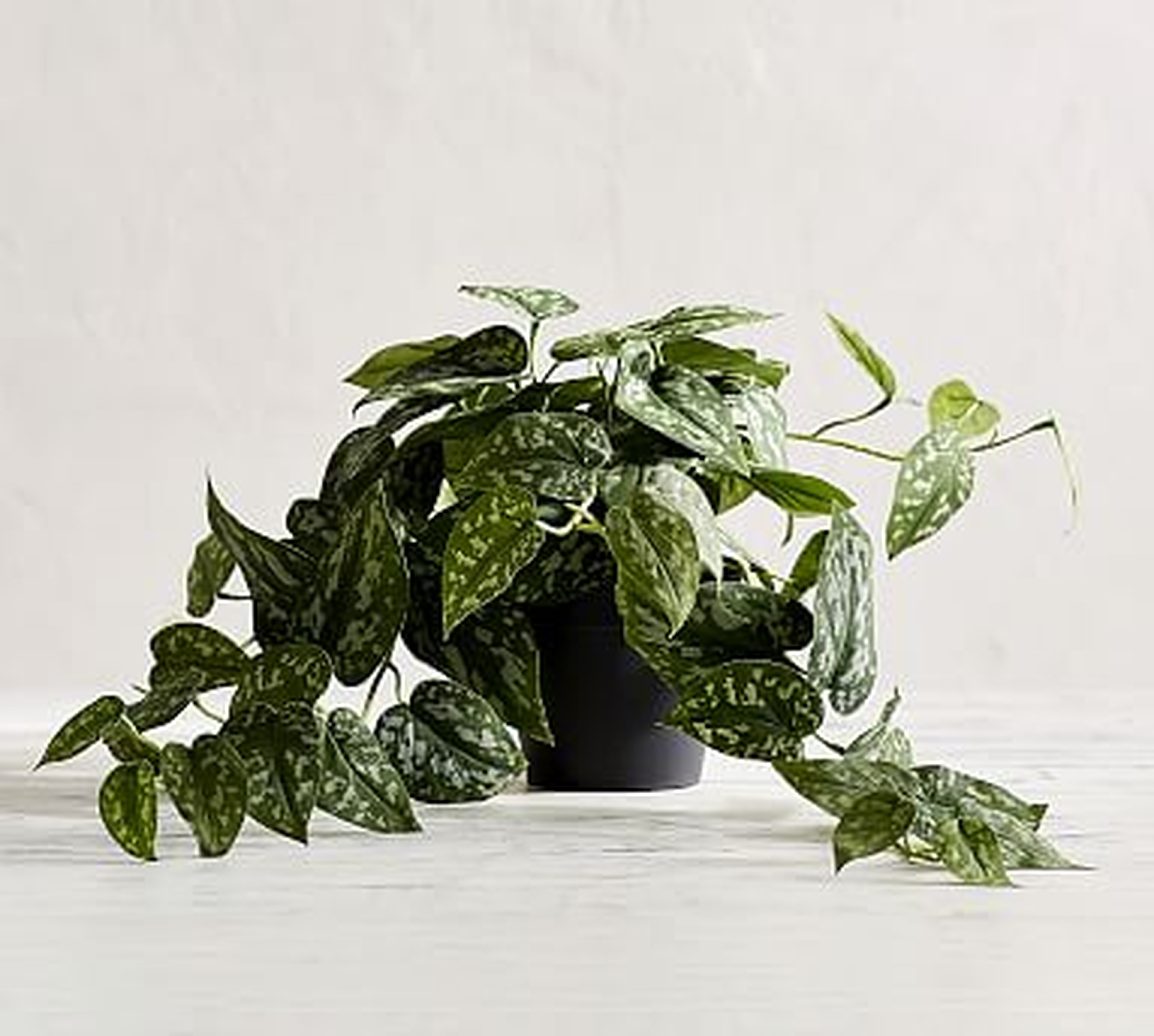 Faux Trailing Silver Philodendron Houseplant - Pottery Barn