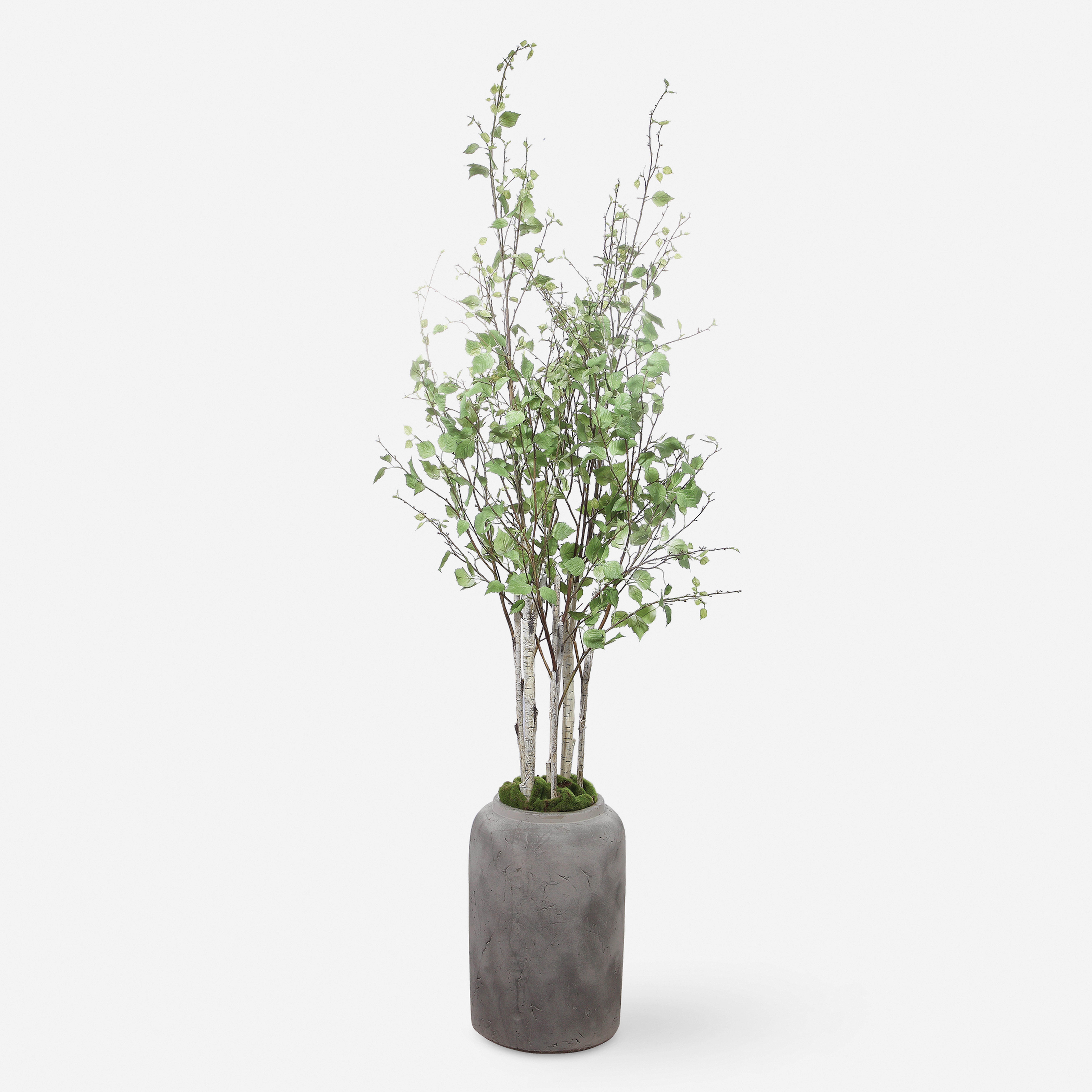 Aldis Potted River Birch - Uttermost