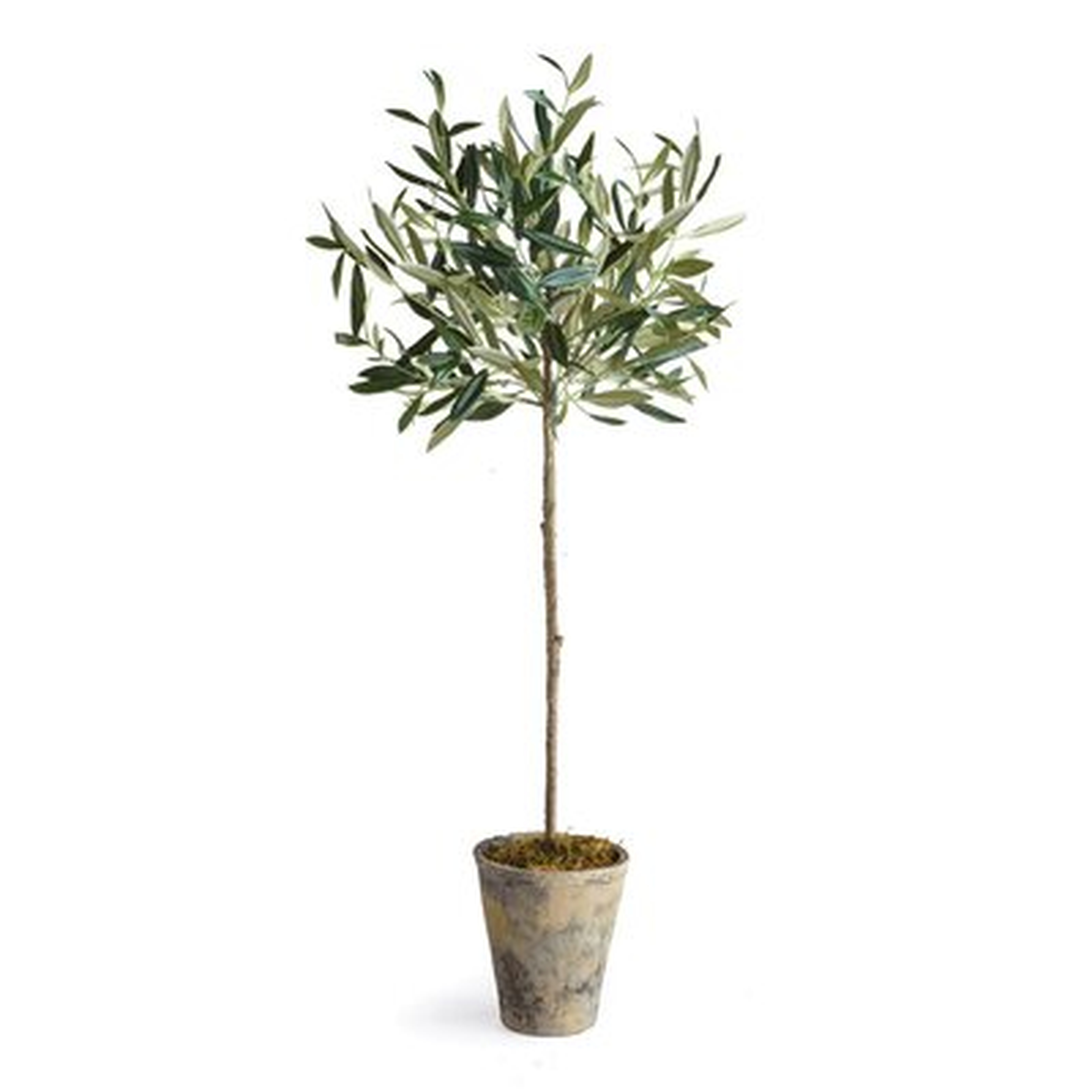 Olive Tree in Planter - in stock 4/9/21 - Wayfair