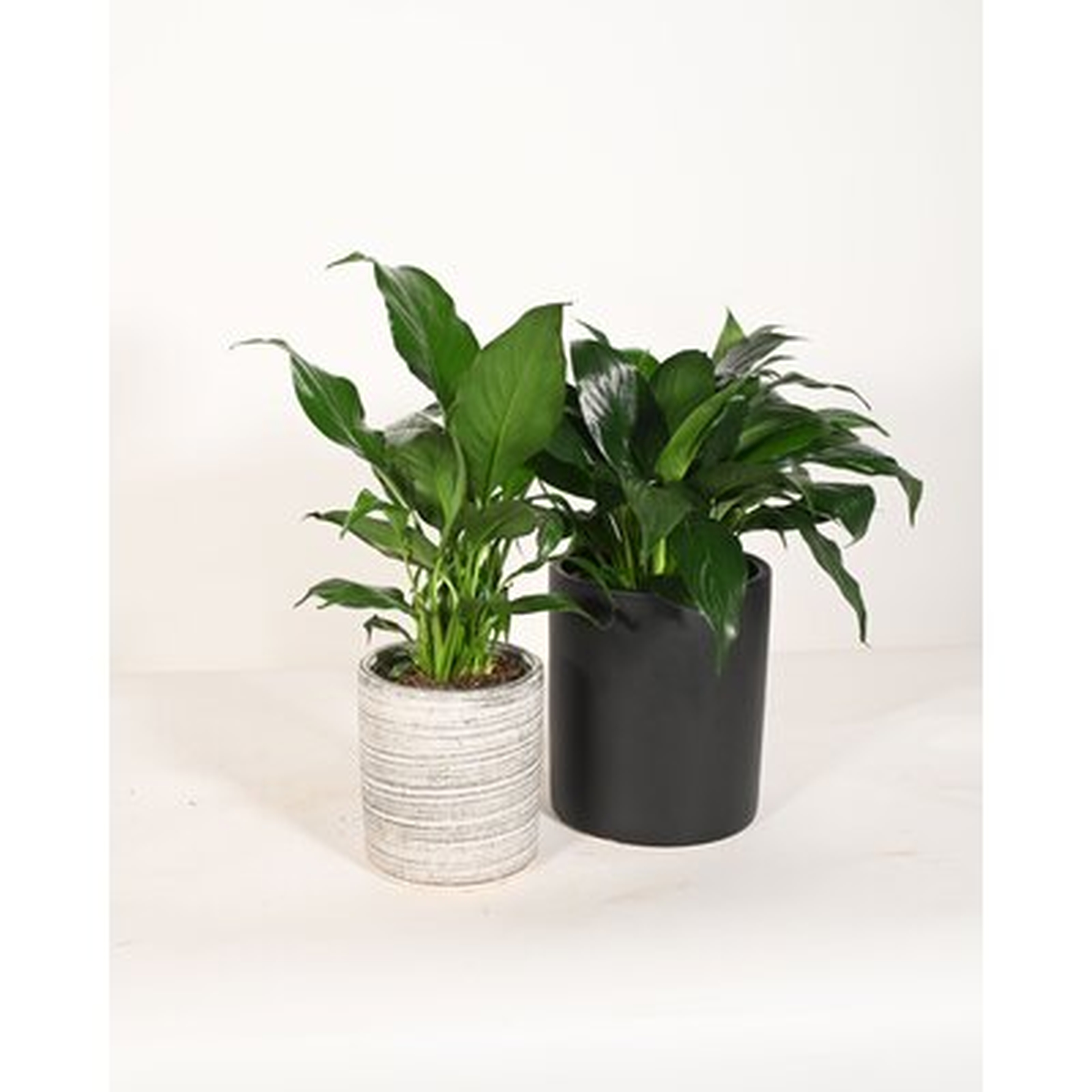 Live Plant Peace Lily With Ceramic Planter Pots 5'' Sky Blue/6'' White - Wayfair