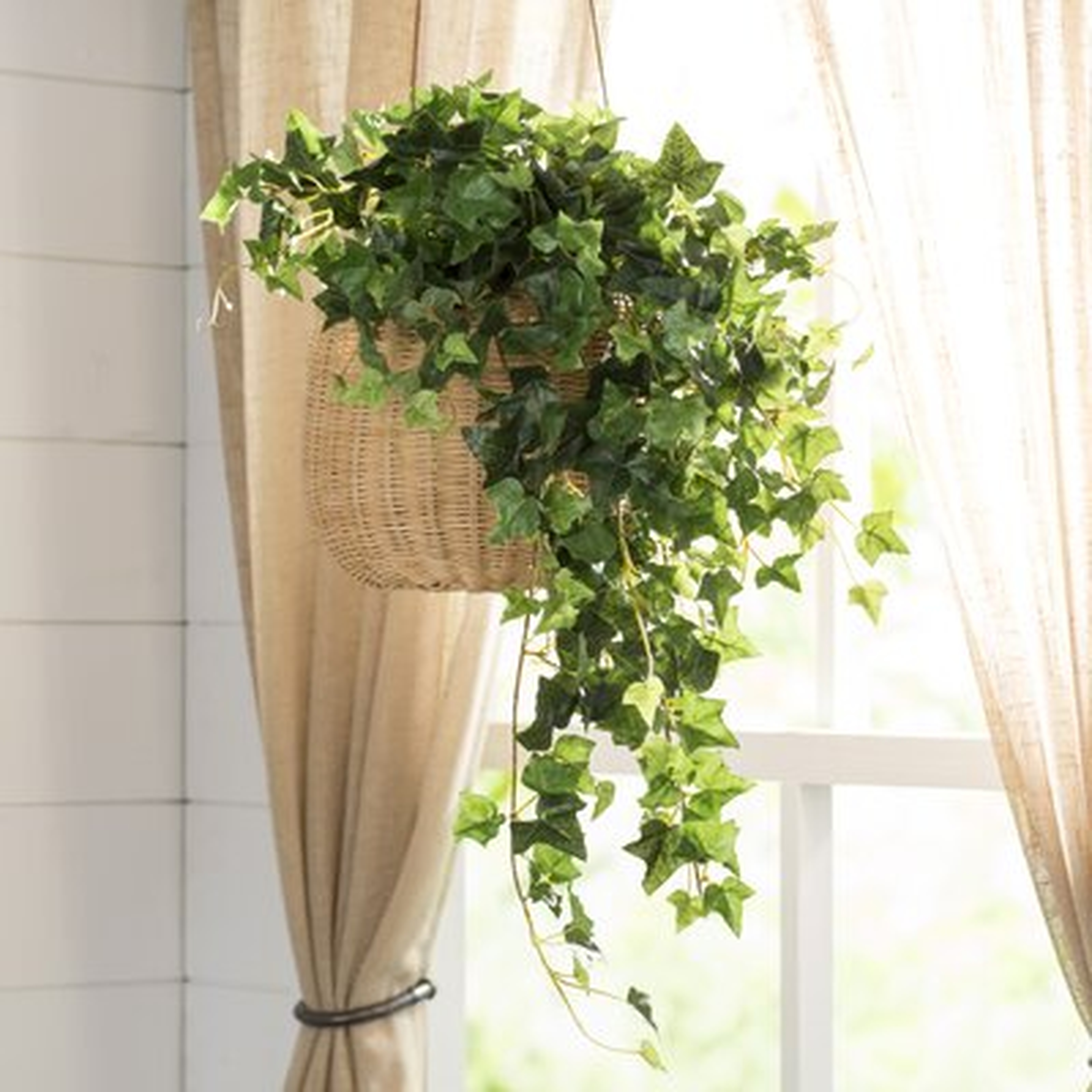 Mini Hanging Bush Ivy Plant - Wayfair