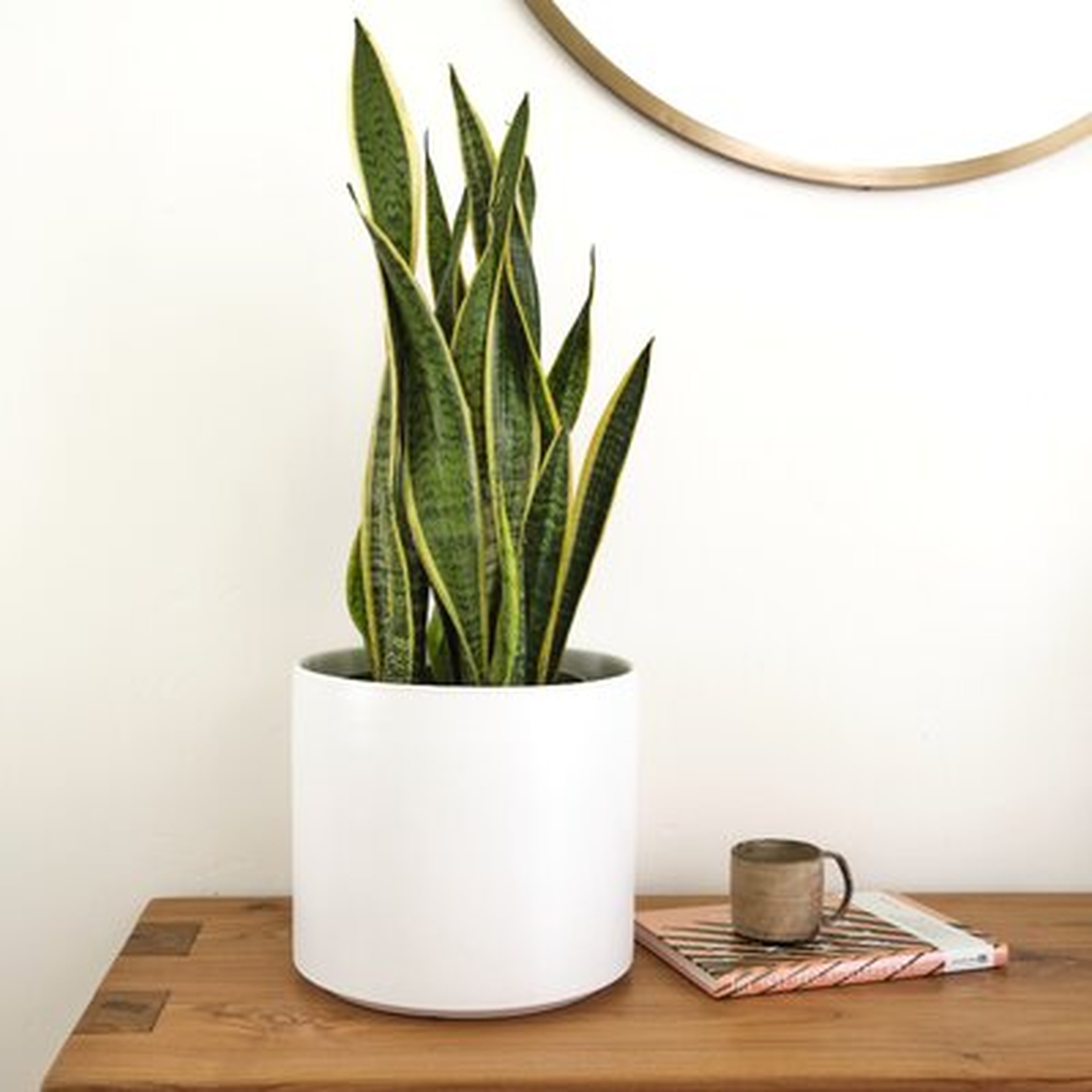 Keyes Ceramic Pot Planter - AllModern