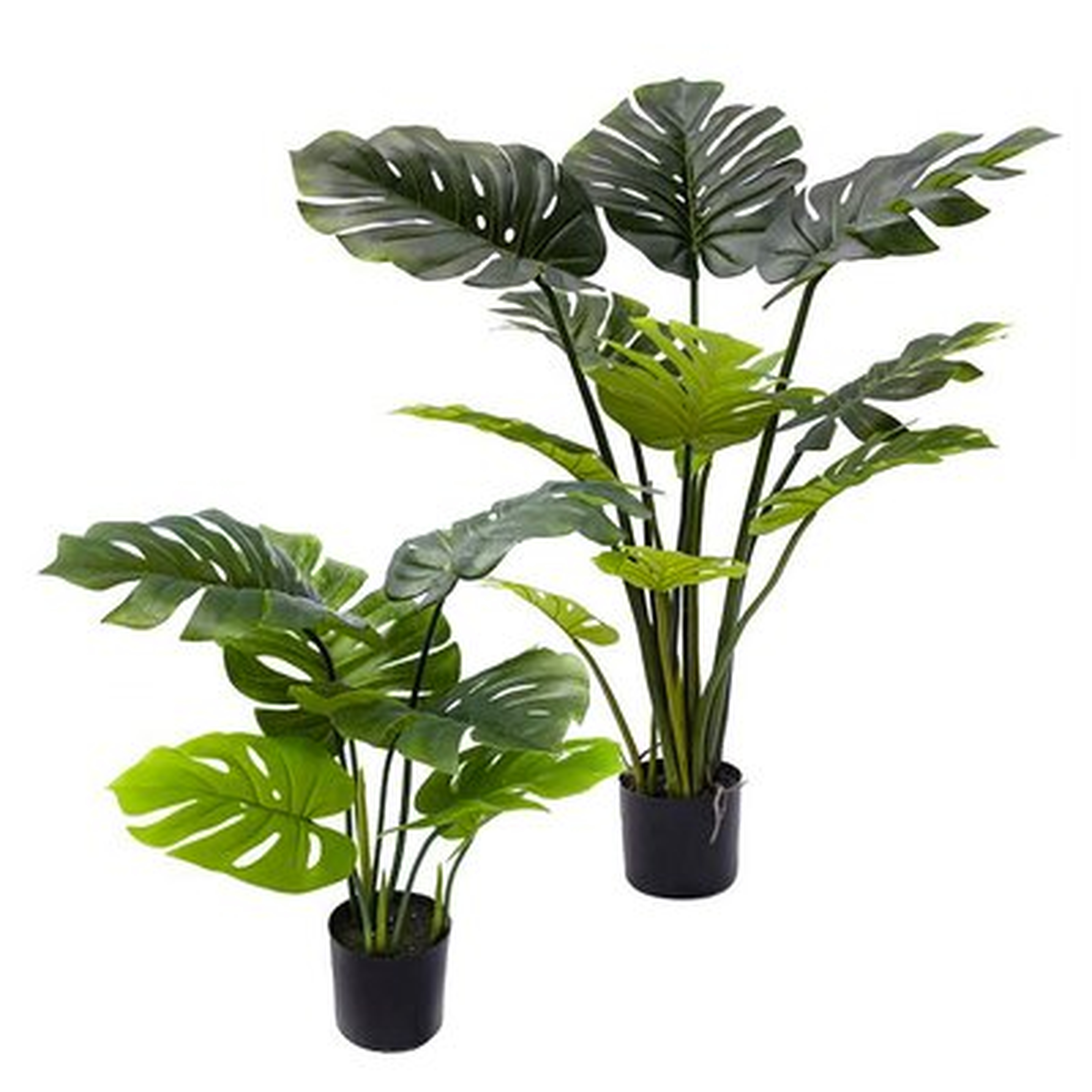 Split Leaf Philodendron Monstera Plant In Black Pot - Wayfair
