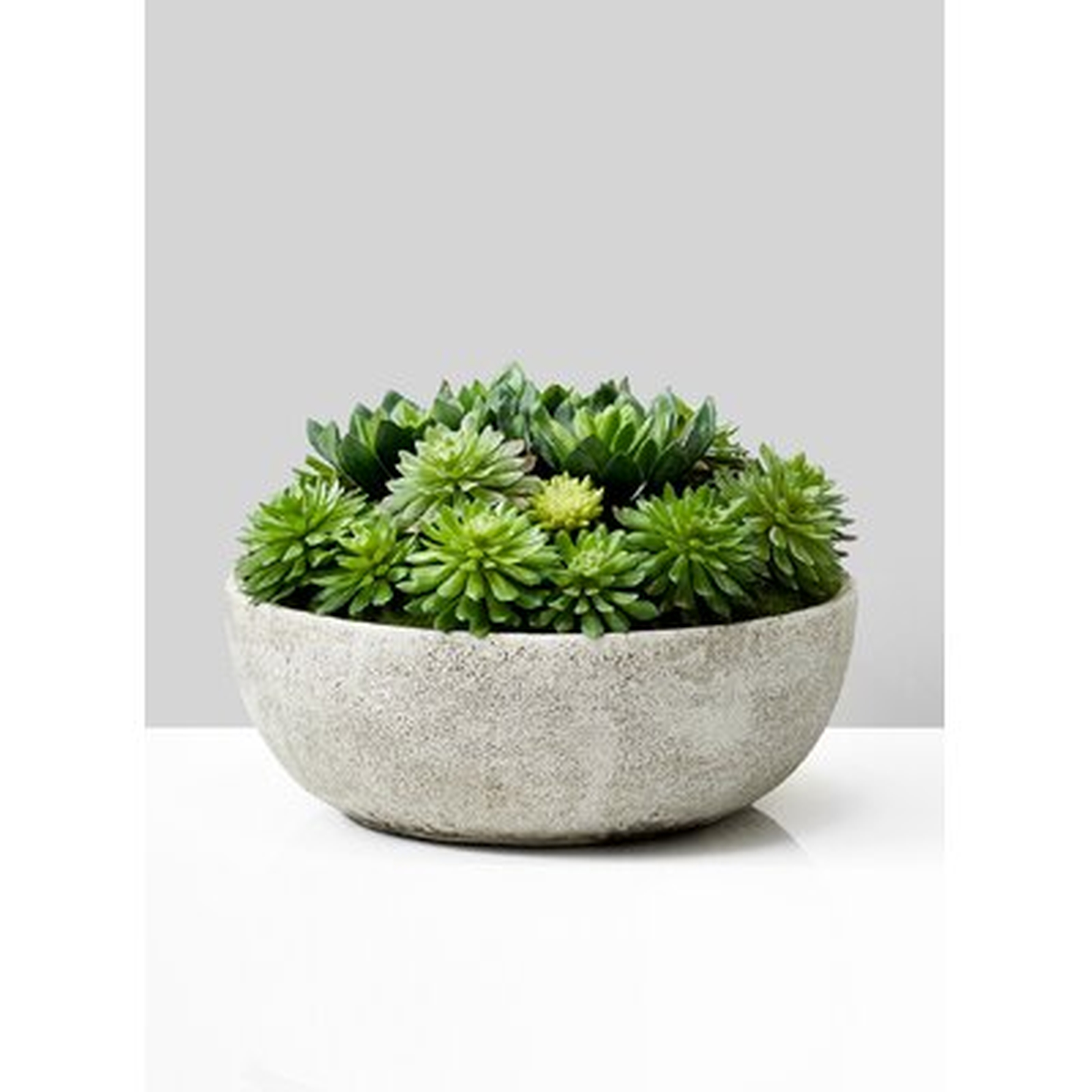 Evergreen Succulent Pot - Wayfair