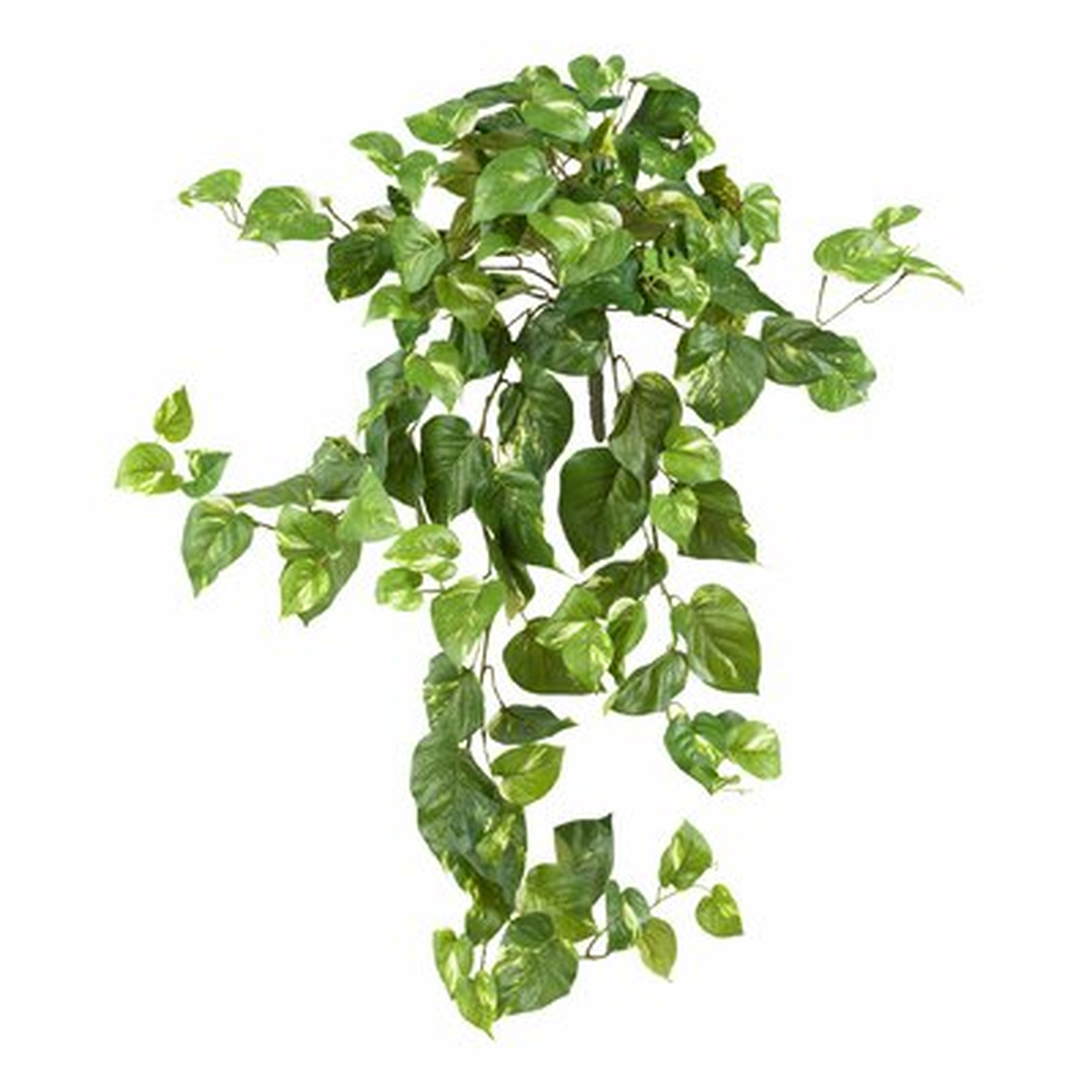 Pothos Ivy Hanging Plant - Wayfair