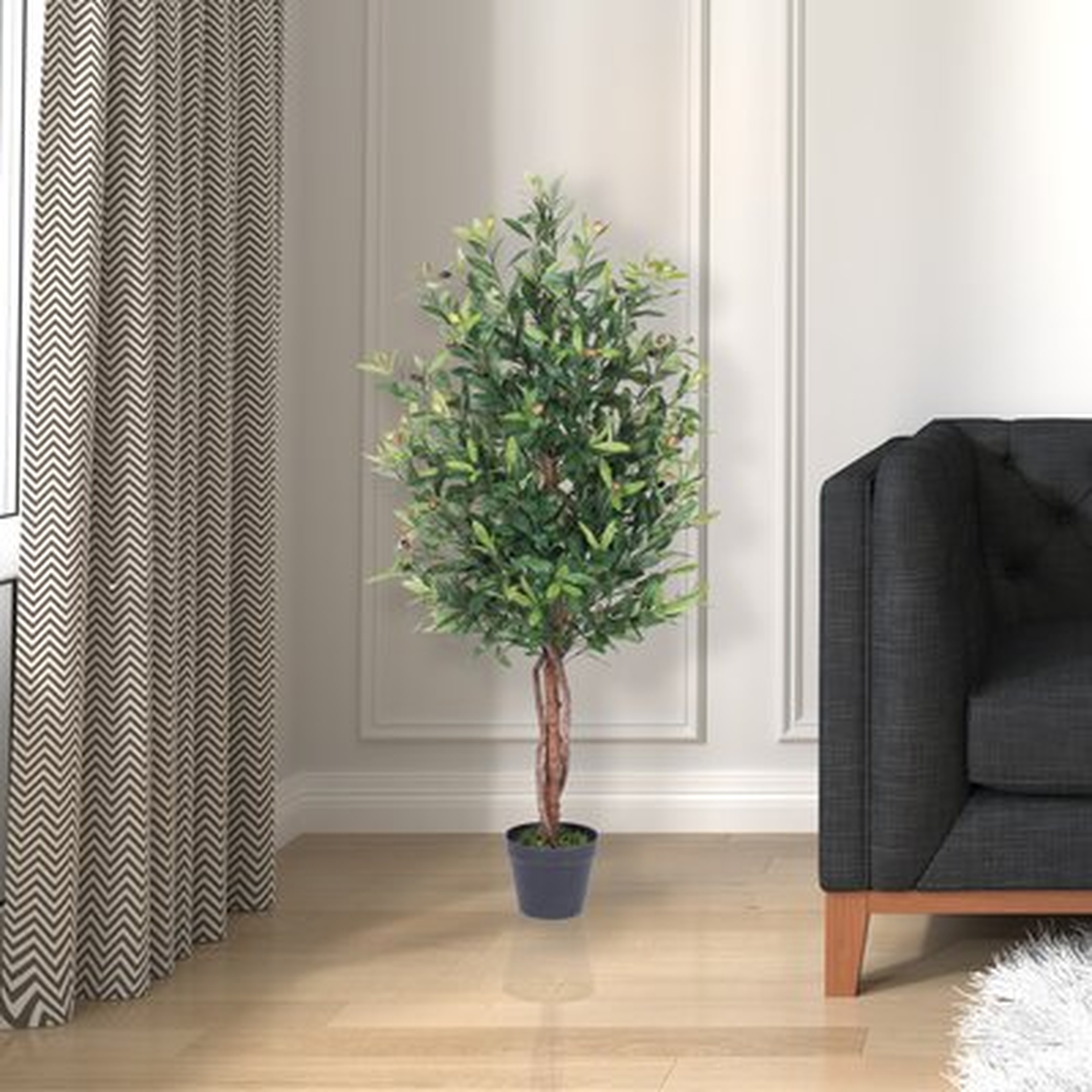 Olive Tree in Pot - Wayfair