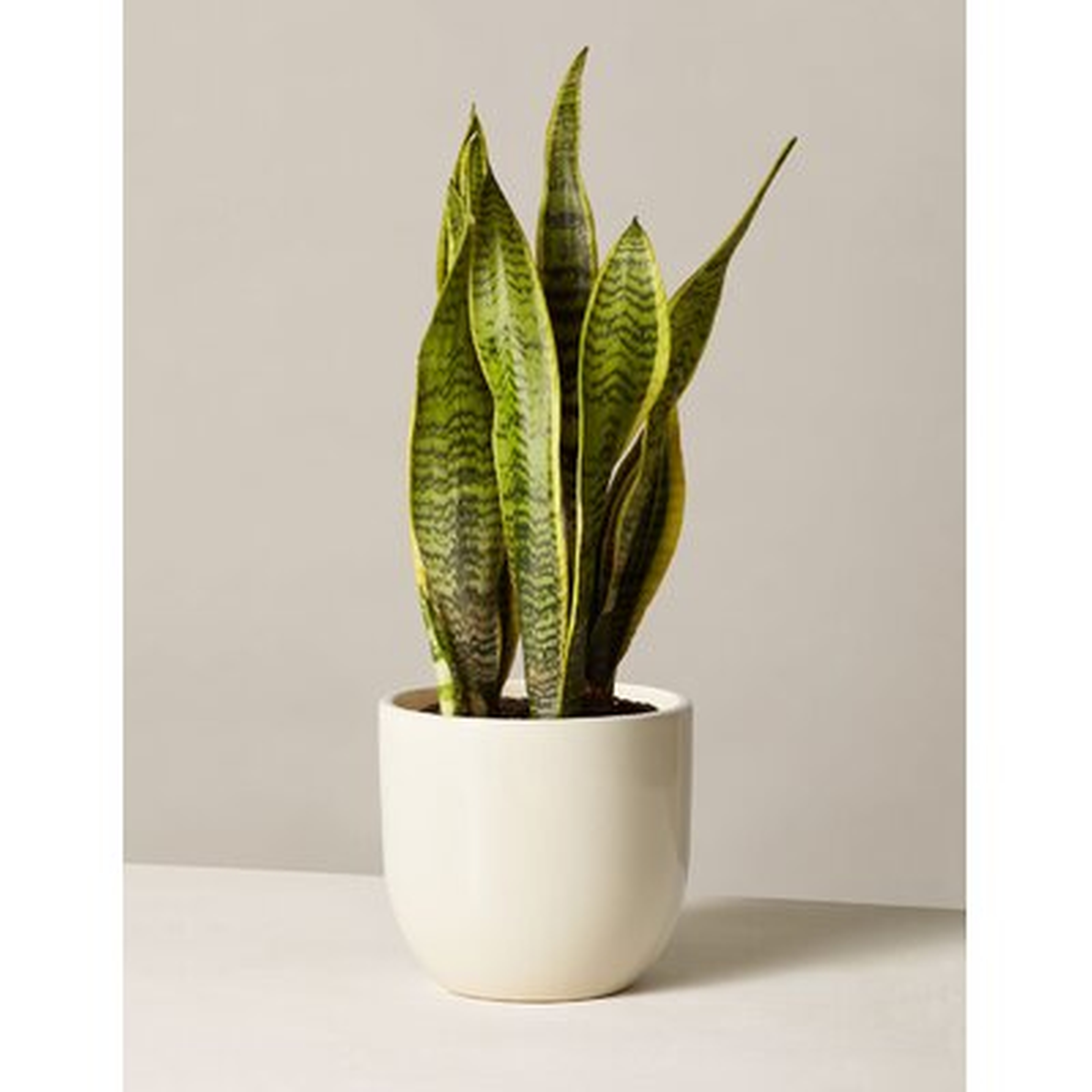 Snake Plant Laurentii in Planter - AllModern