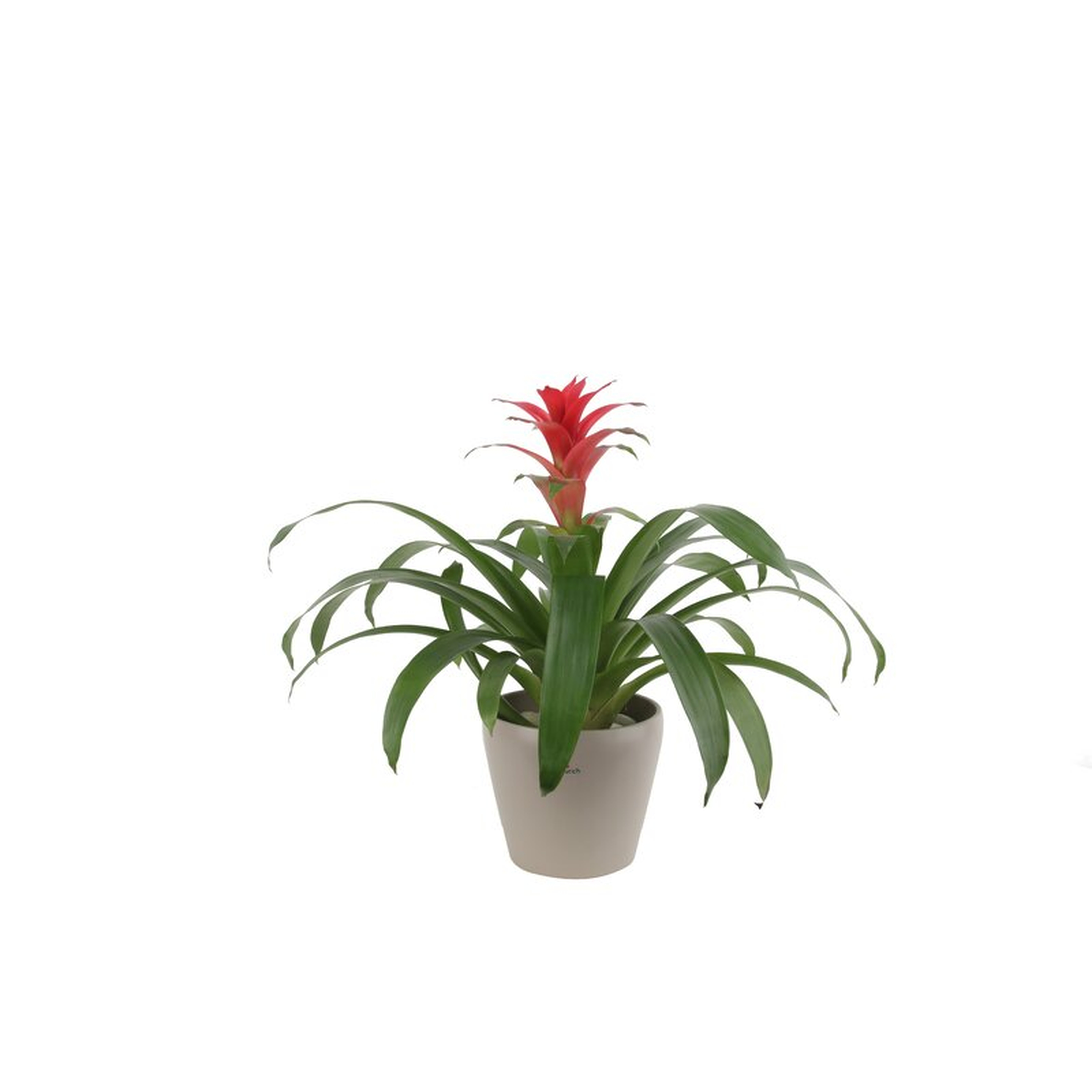 Costa Farms Bromeliad Plant in Planter - Perigold