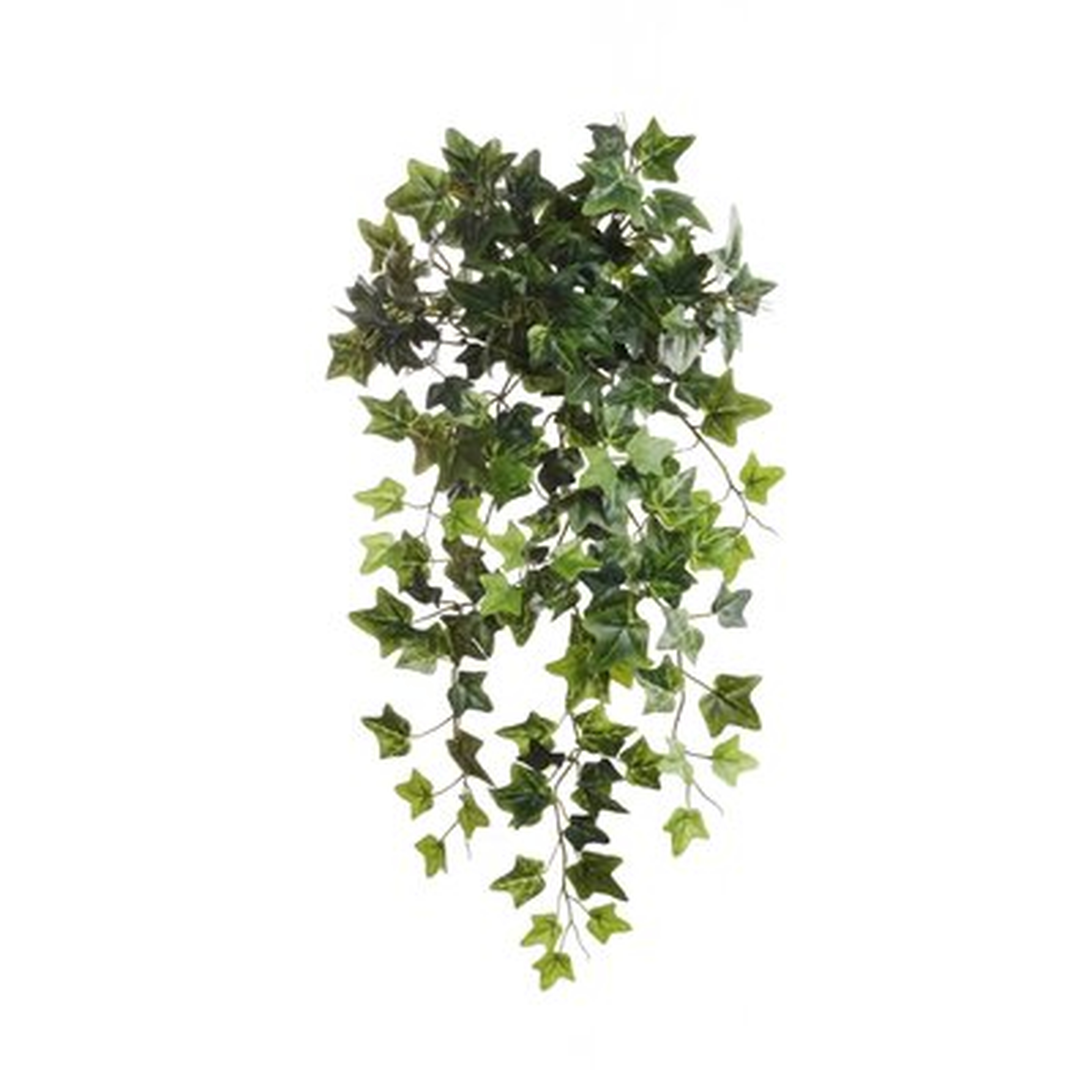Voluminous Ivy Plant - Wayfair