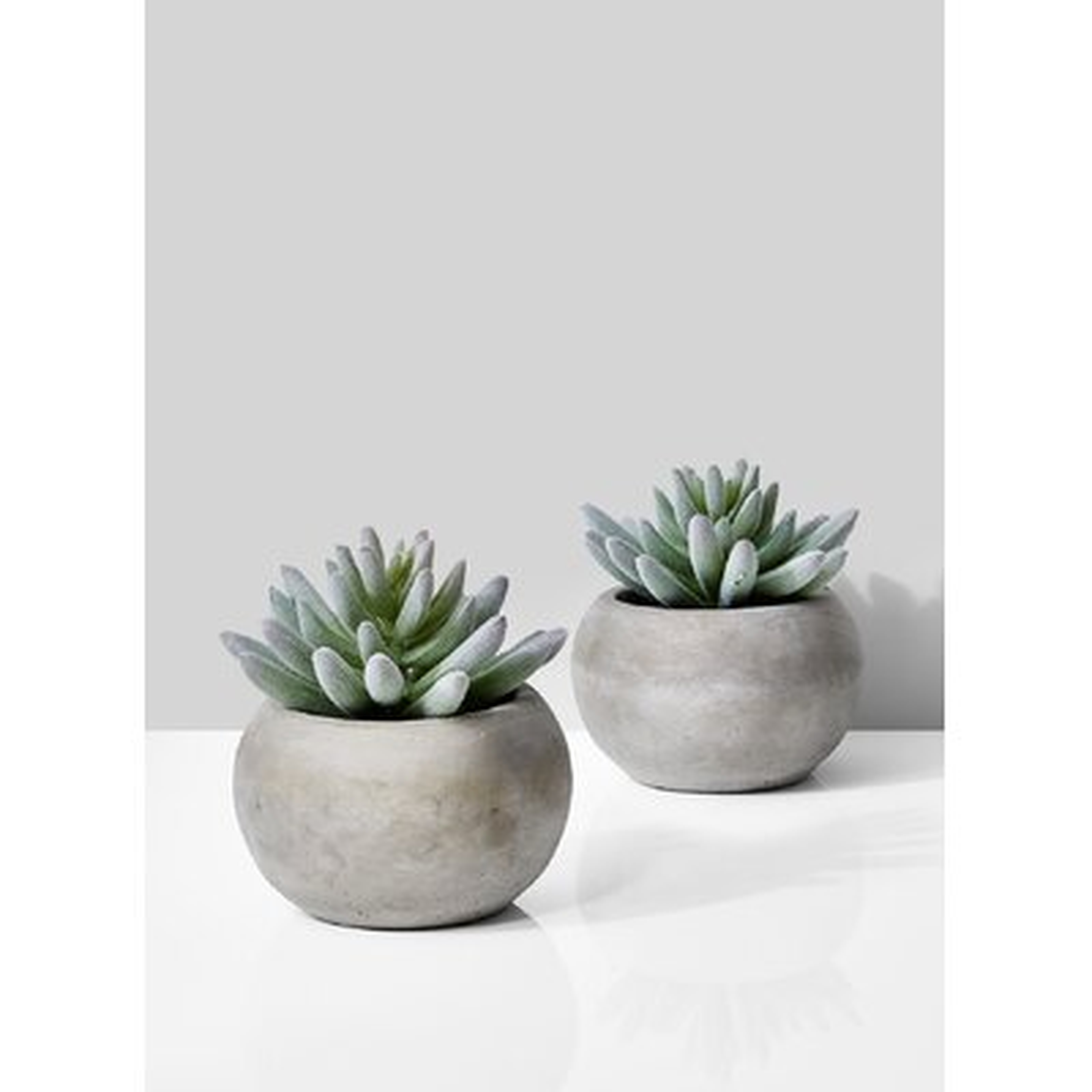 Evergreen Succulent Pot Set - Wayfair
