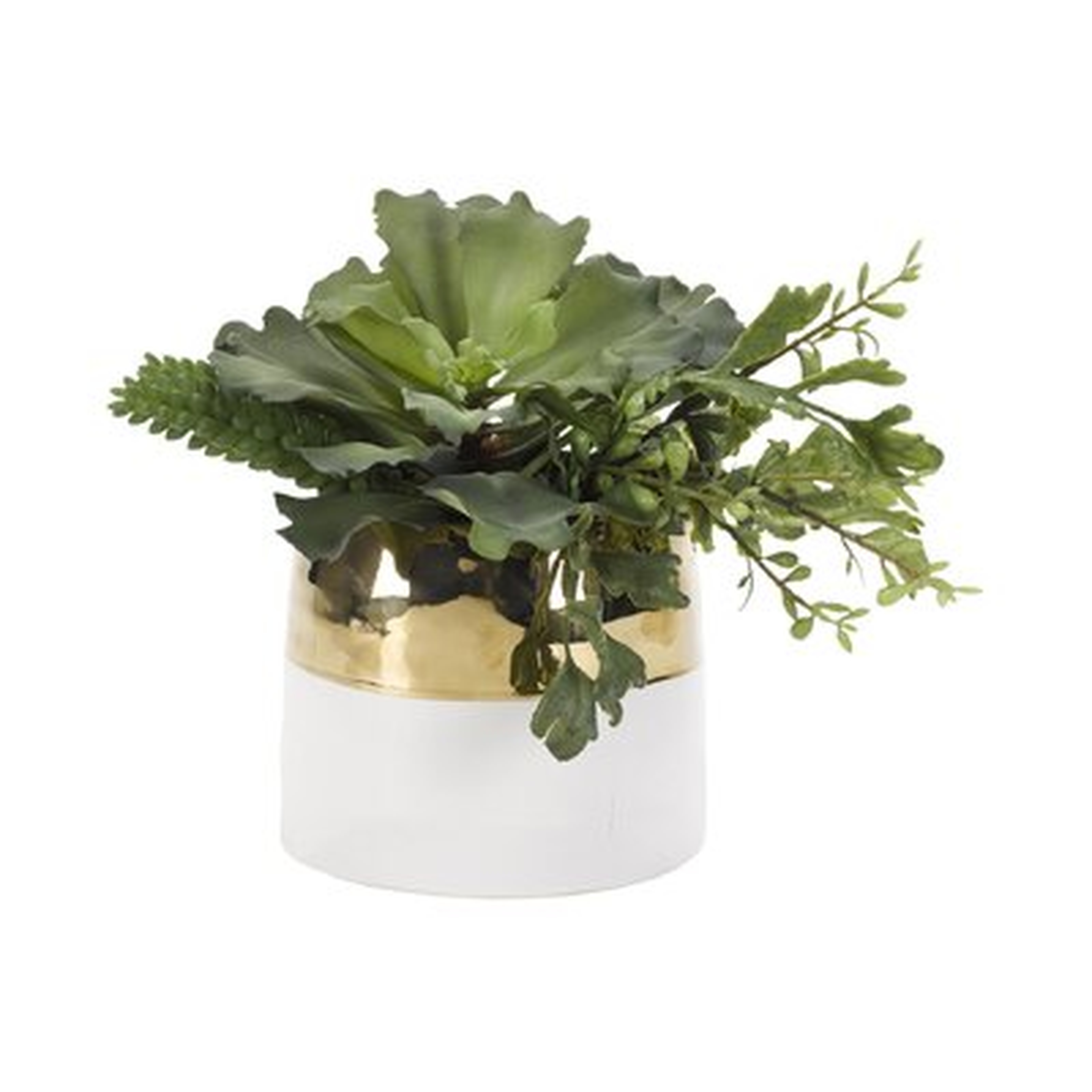 Ruffle Echeveria Plant in Ceramic Planter - Wayfair