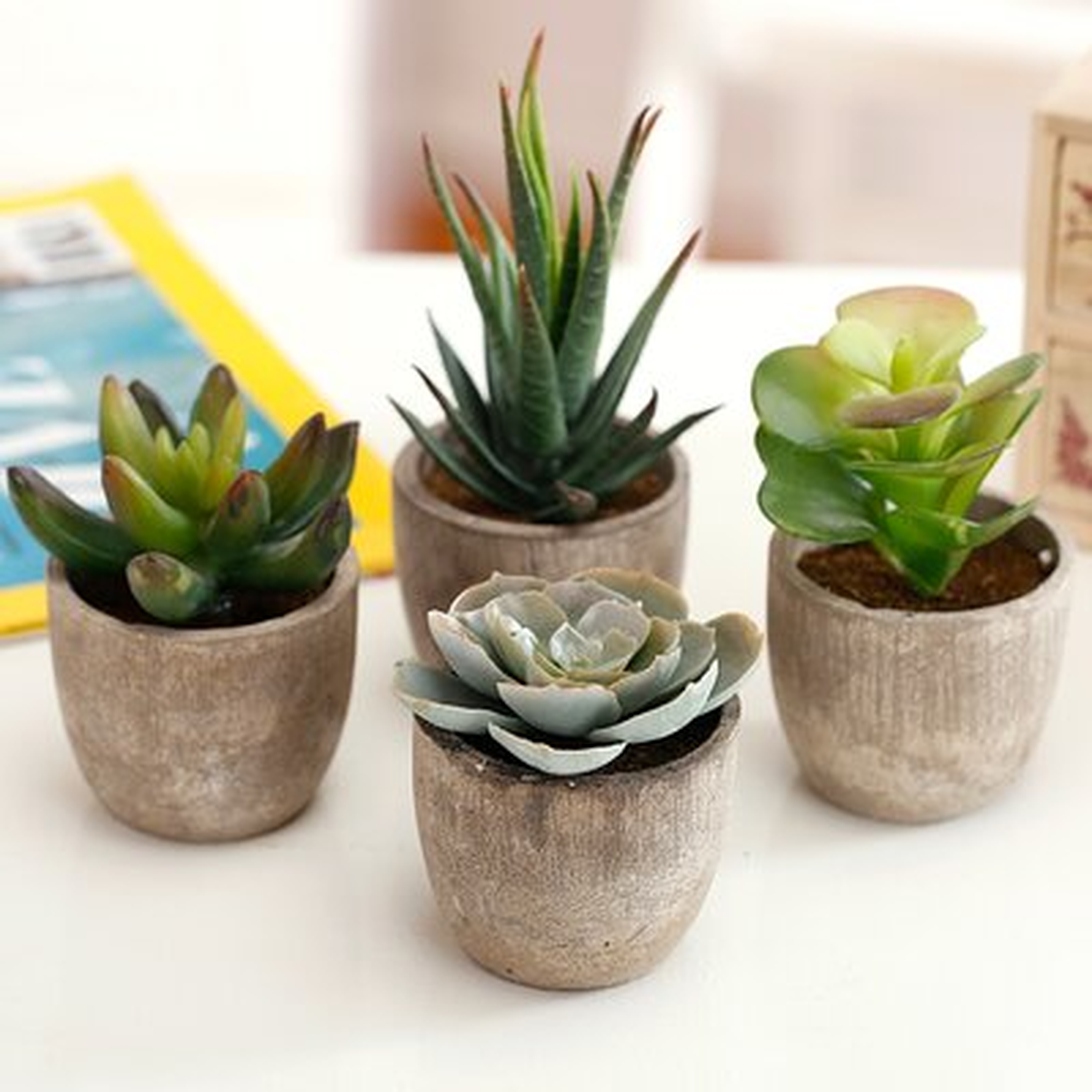 4 - Piece Artificial Succulent in Pot Set - Wayfair