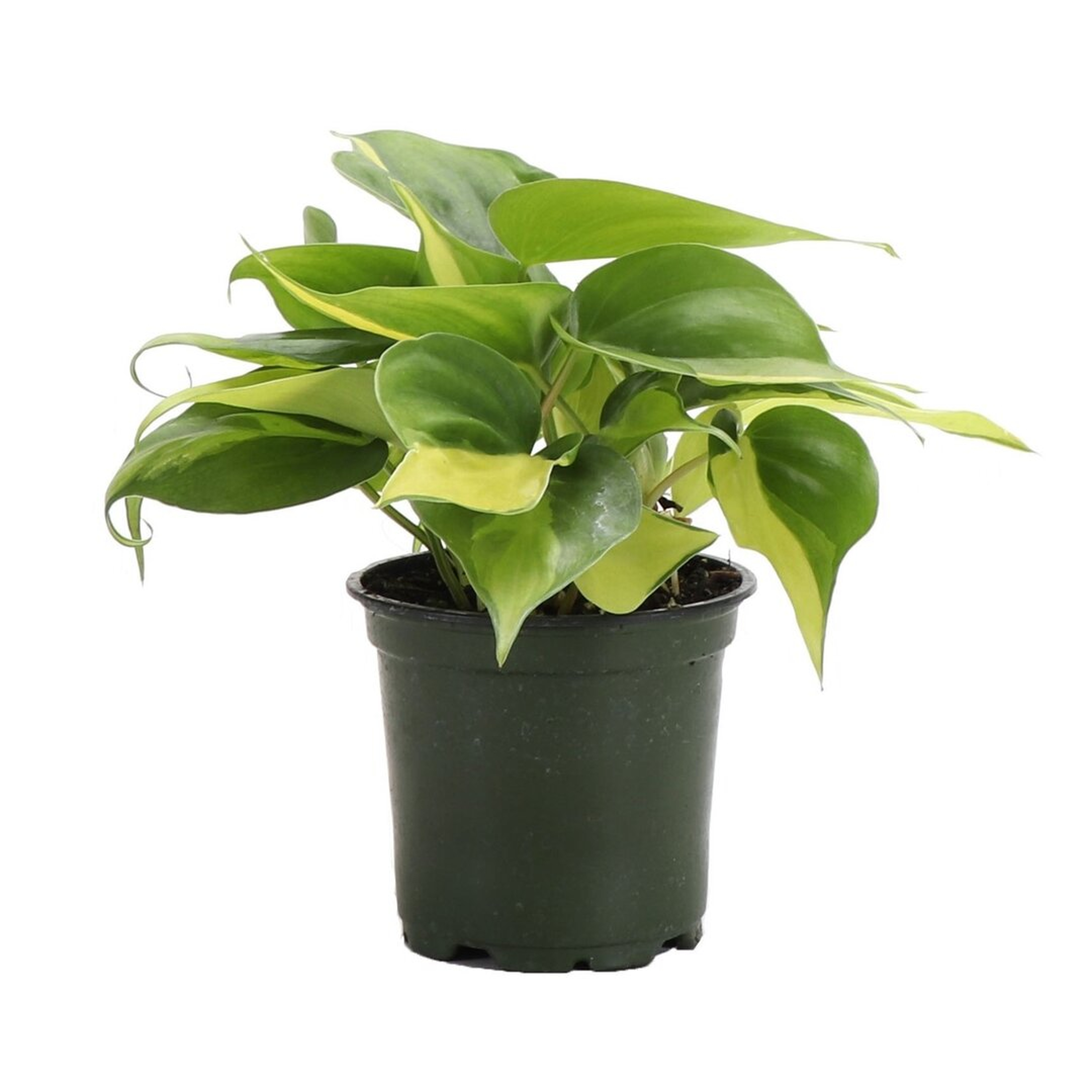 Thorsen's Greenhouse Live Brazil Philodendron Plant Set - Perigold