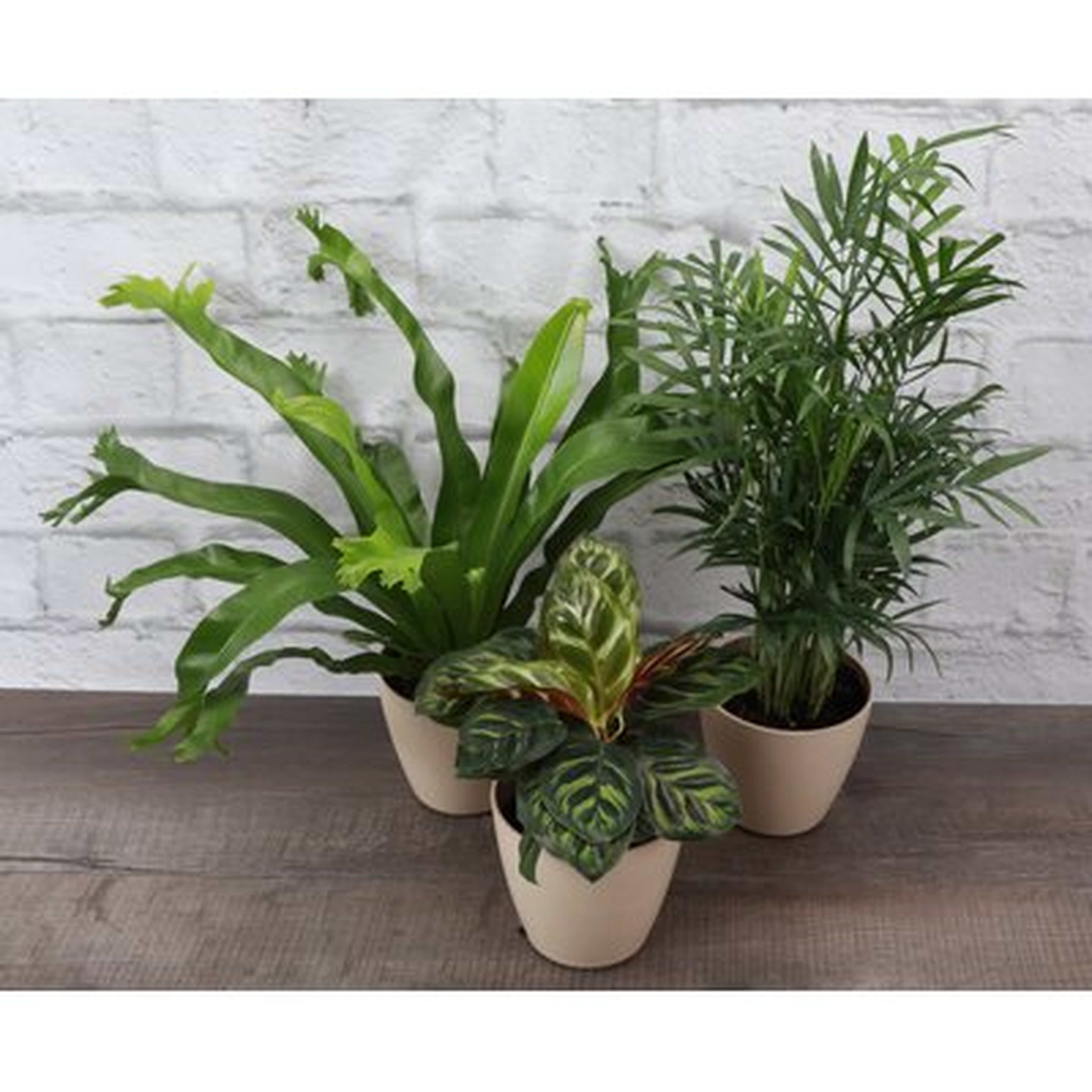 3 - Piece Live Plant in Pot Set - Wayfair