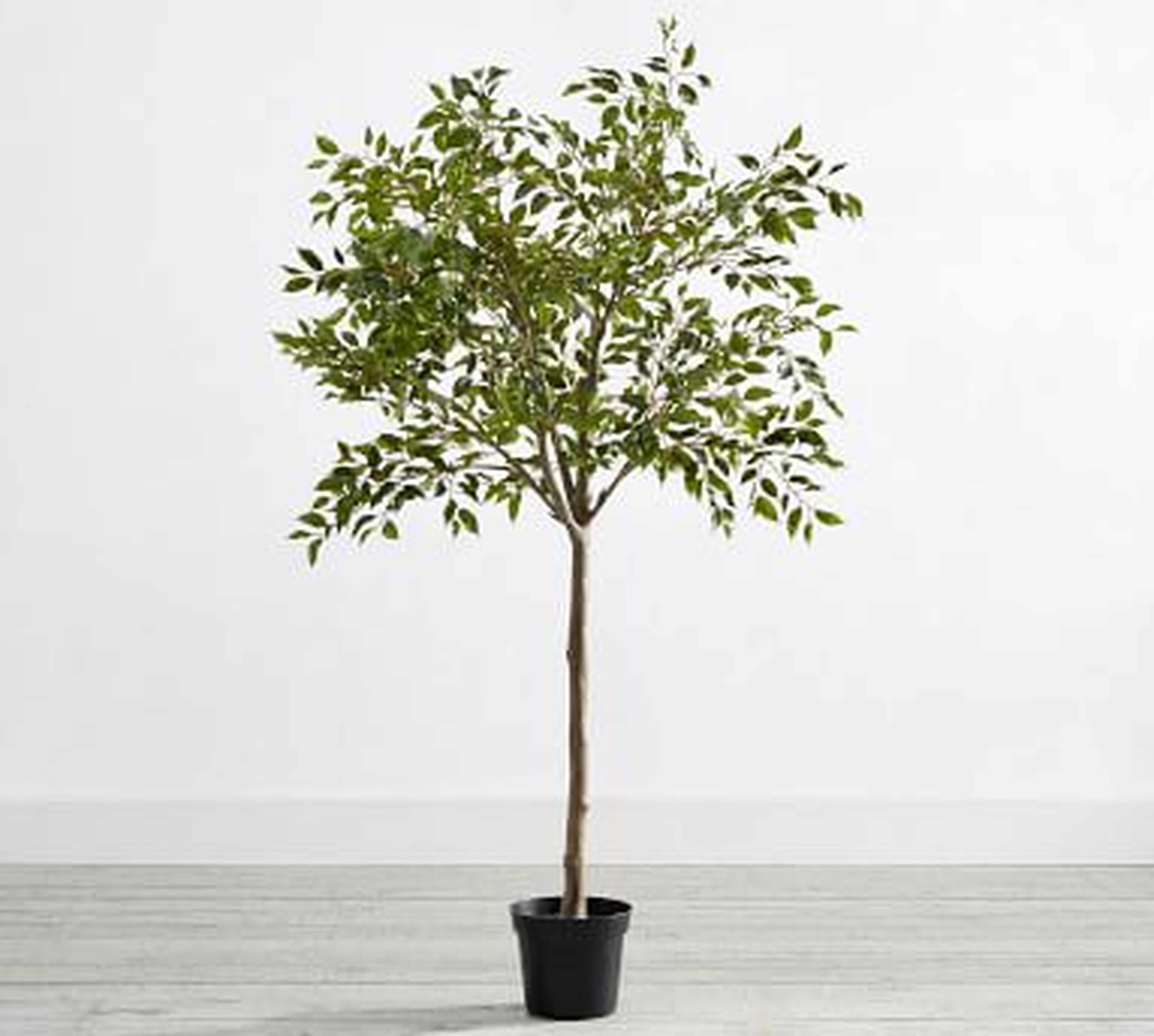 Faux Potted Triangular Ficus, 55" - Pottery Barn