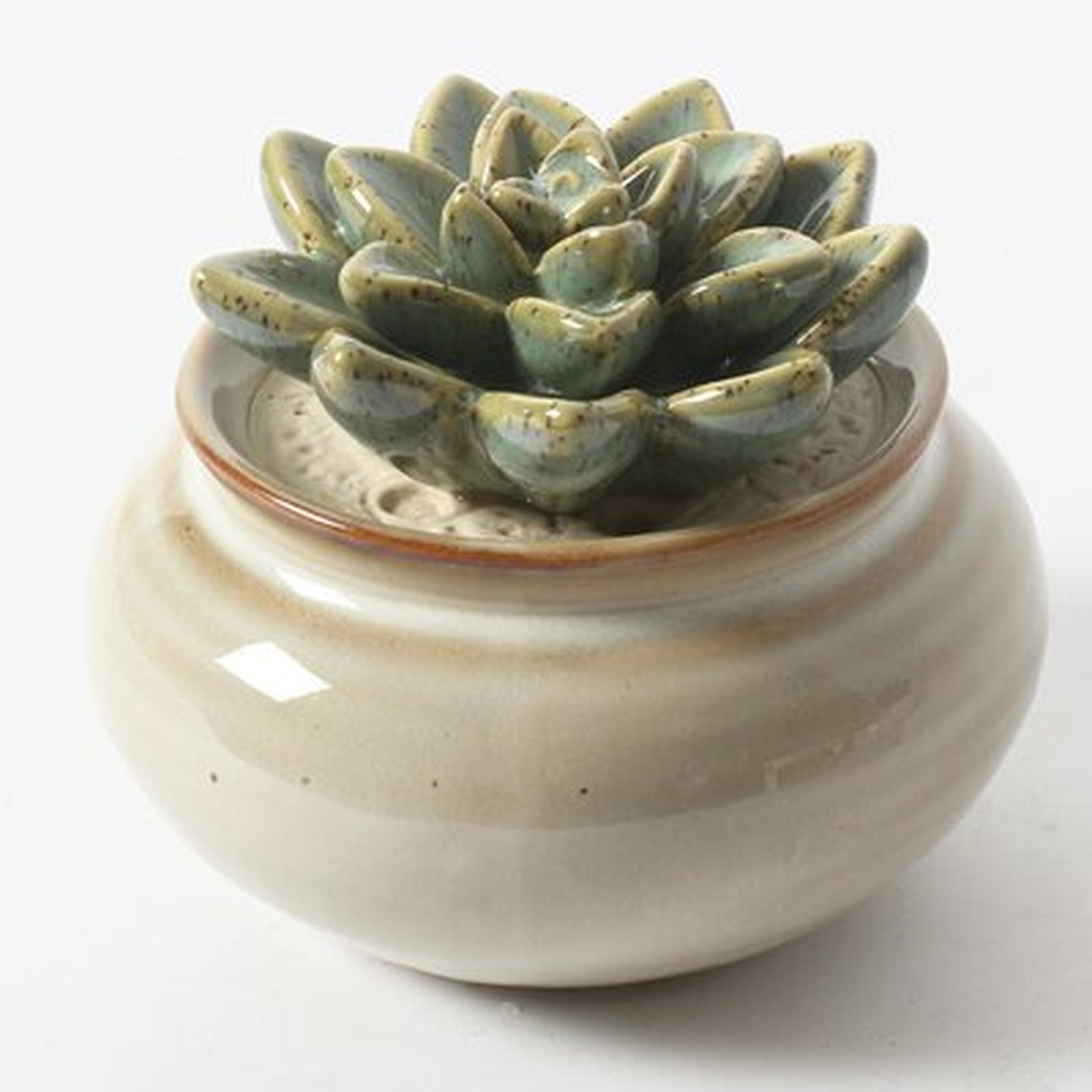 Crewkerne Ceramic Potted Haworthia Succulent Table Decor (Set of 2) - Wayfair