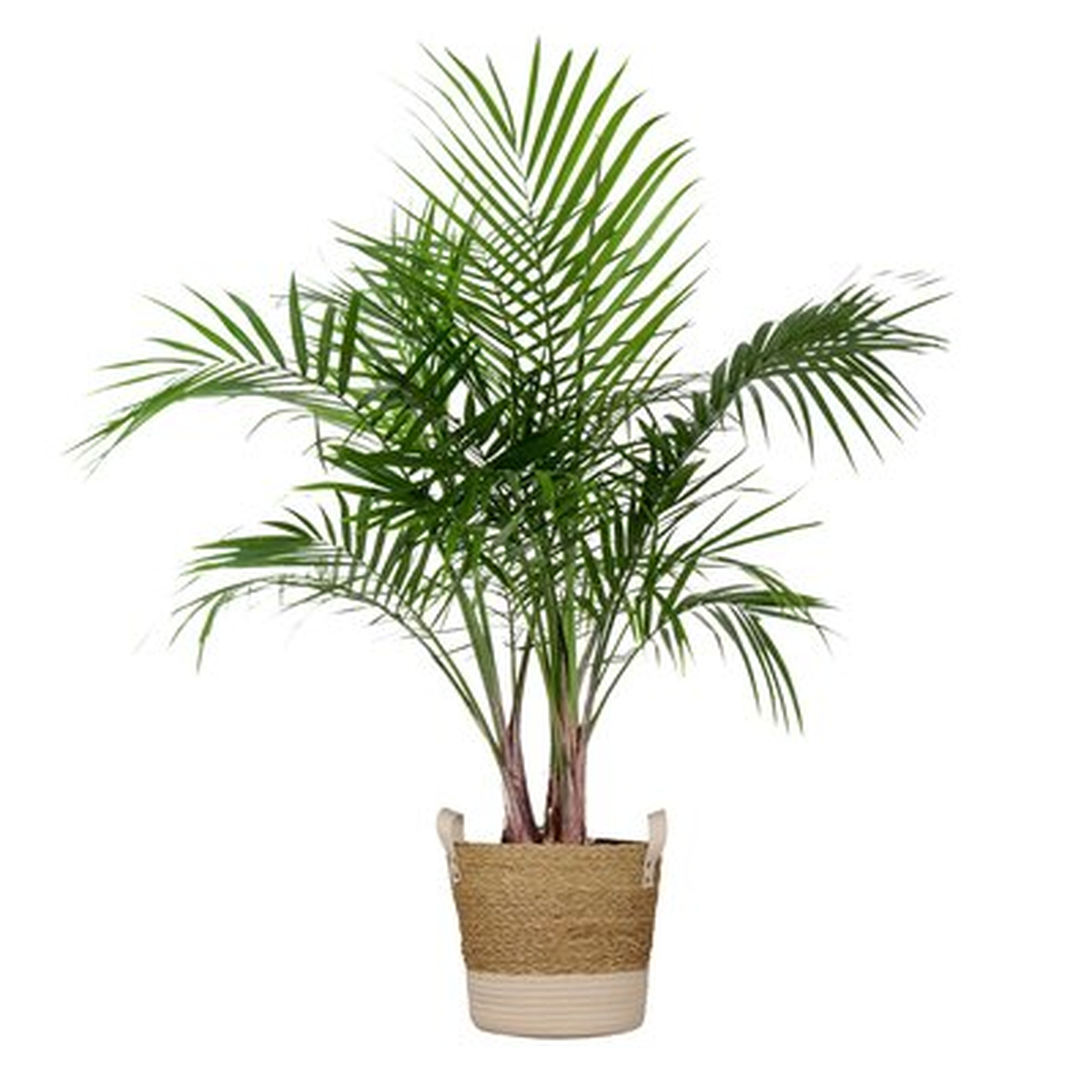 Majesty Palm Live Indoor Houseplant  In 10 Inch Beige And White Whicker Basket - Wayfair