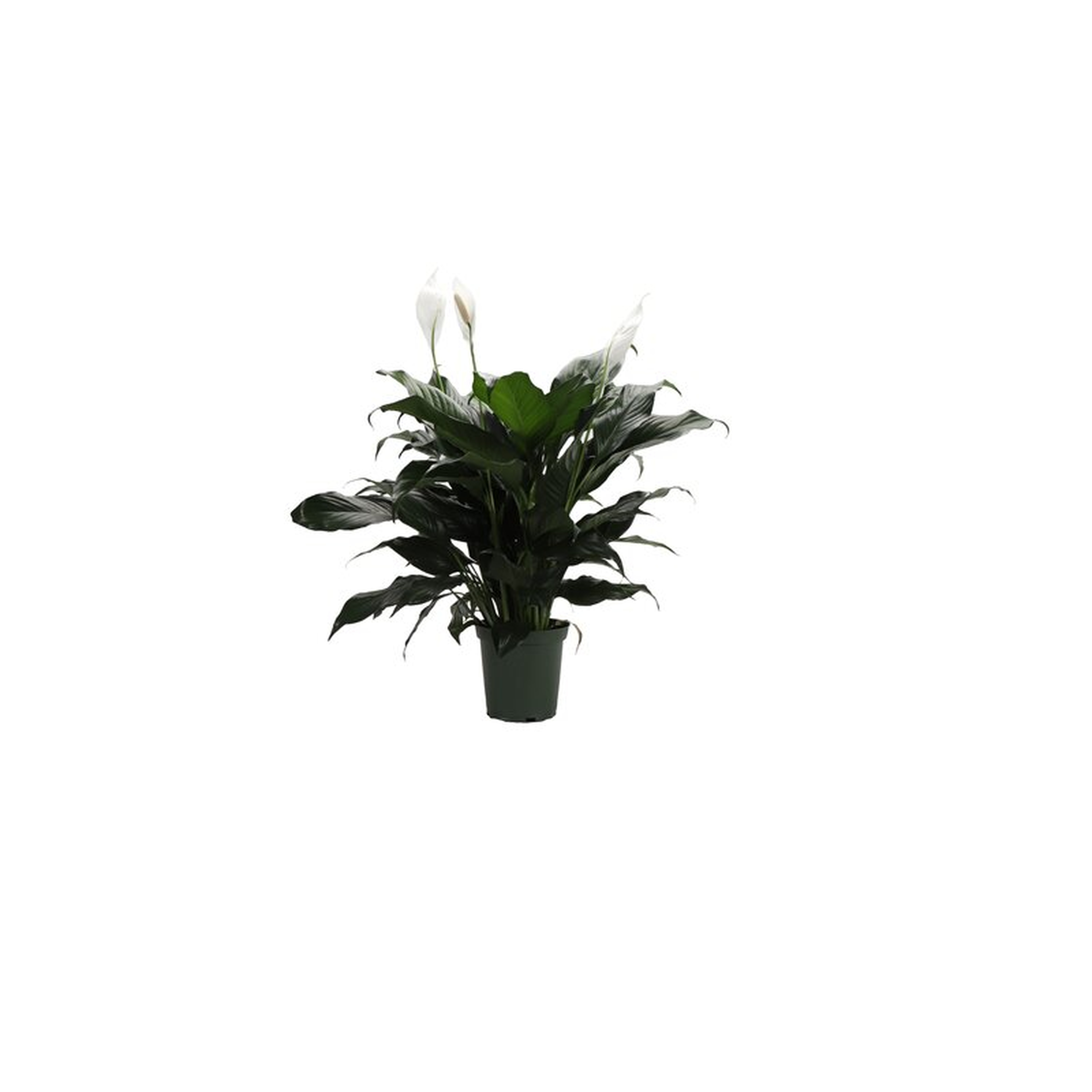 Thorsen's Greenhouse Live Peace Lily Plant, 6"" Diameter - Perigold