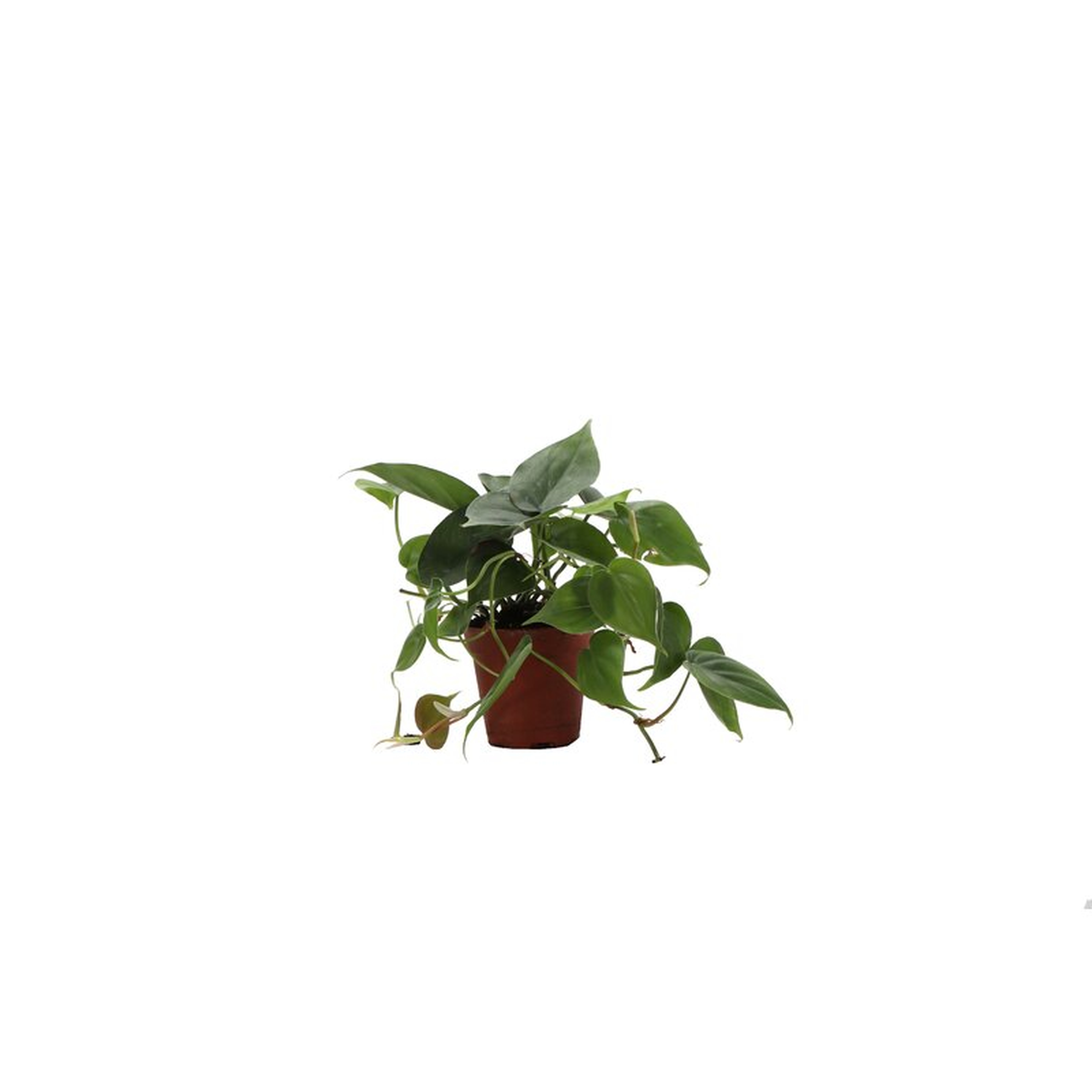 Thorsen's Greenhouse Live Green Heartleaf Philodendron Plant - Perigold