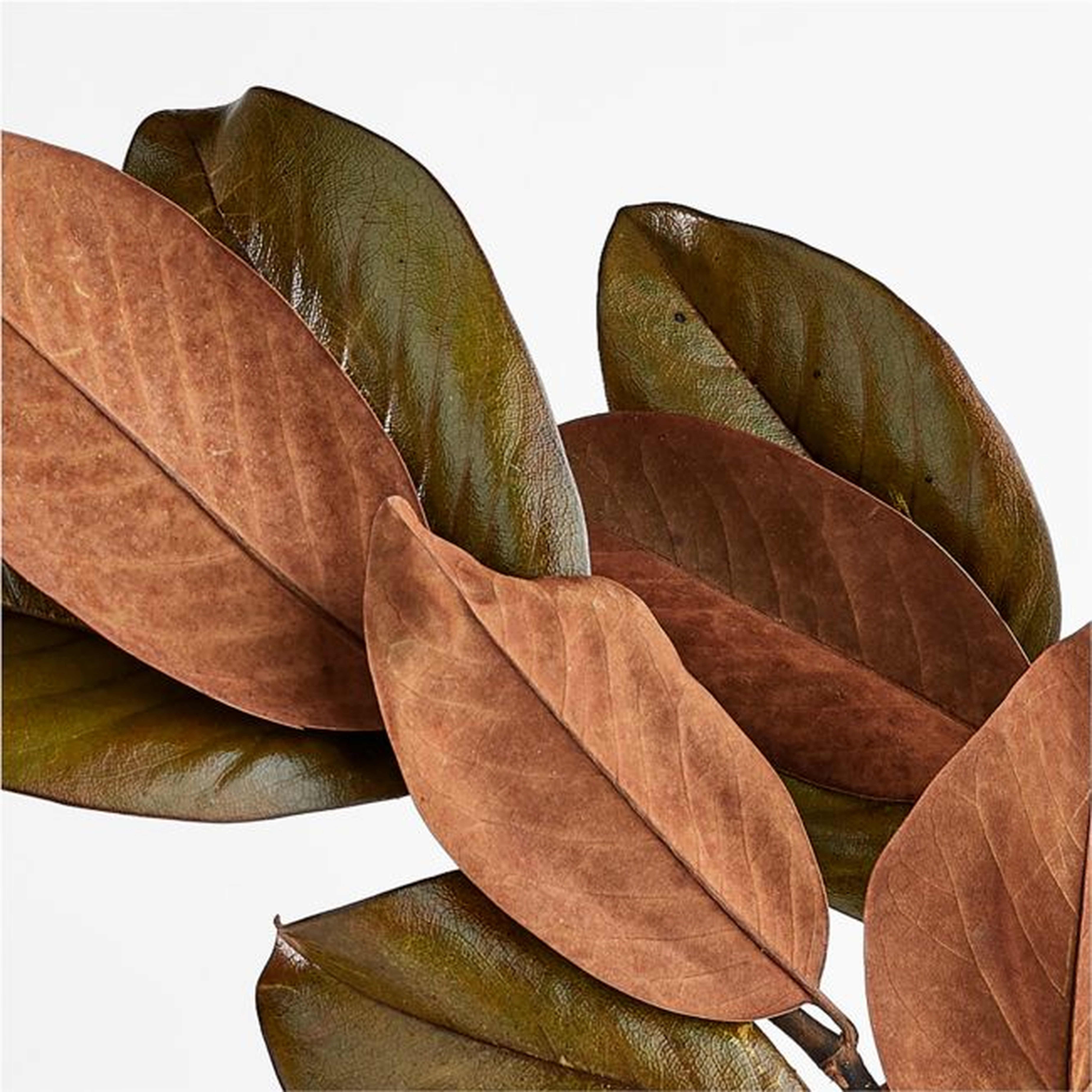 Dried Magnolia Leaf Bunch - Crate and Barrel