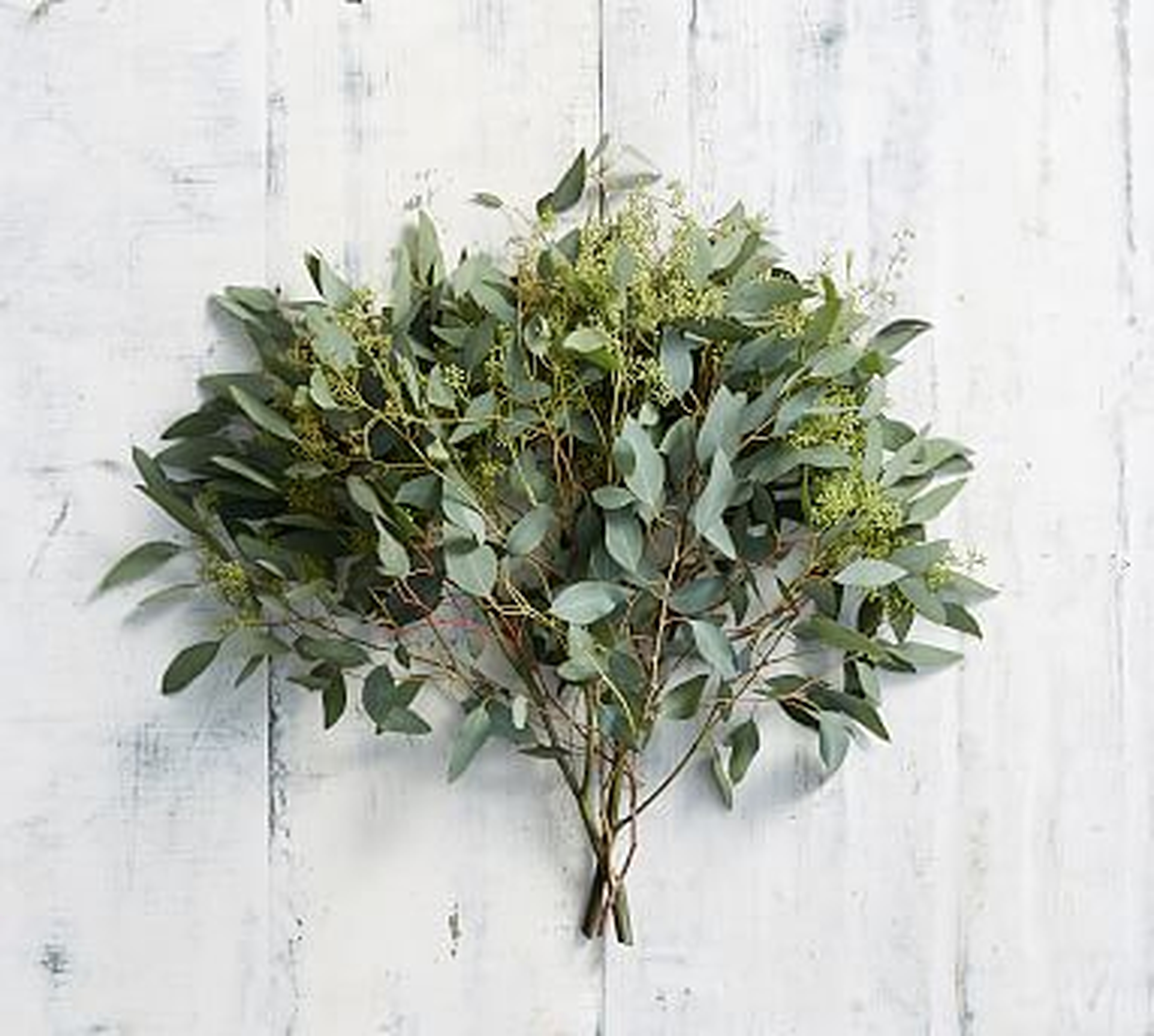 Live Seeded Eucalyptus Branches, 3 Bunches - Pottery Barn