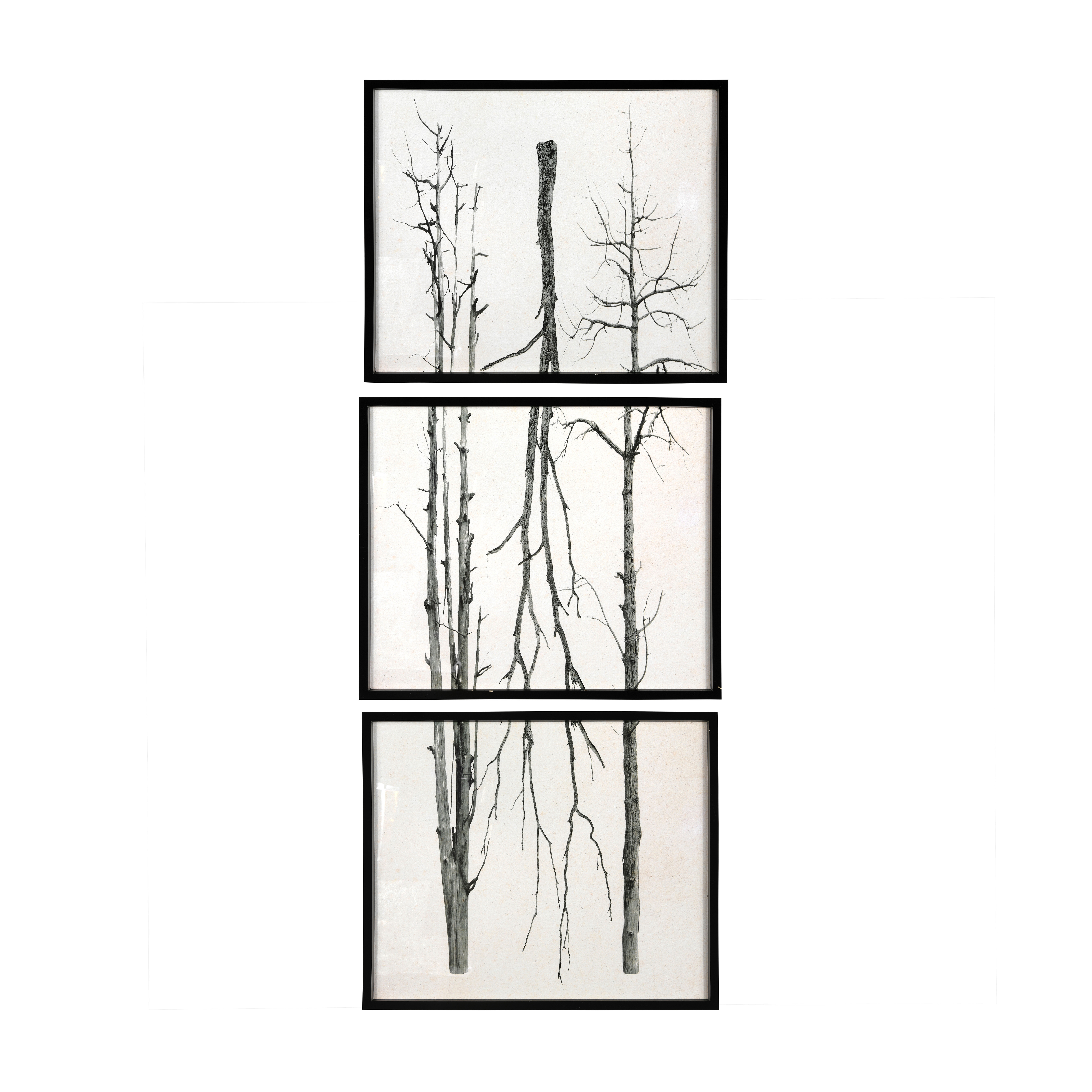 Wood Framed Branch Artwork, Black (Set of 3) - Creative Co-Op